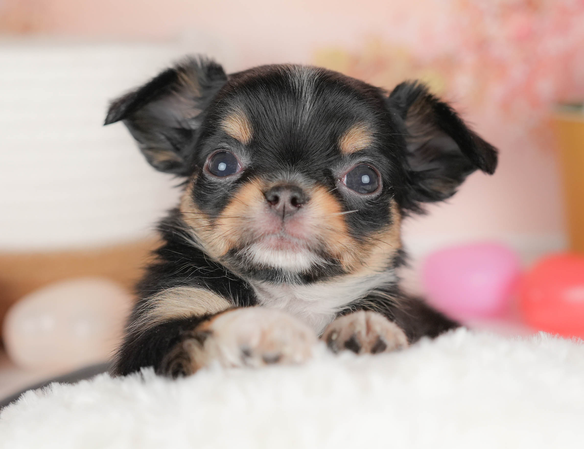 チワワ(ロング) | 女の子 | ブラックタン＆ホワイト | 2026年1月18日