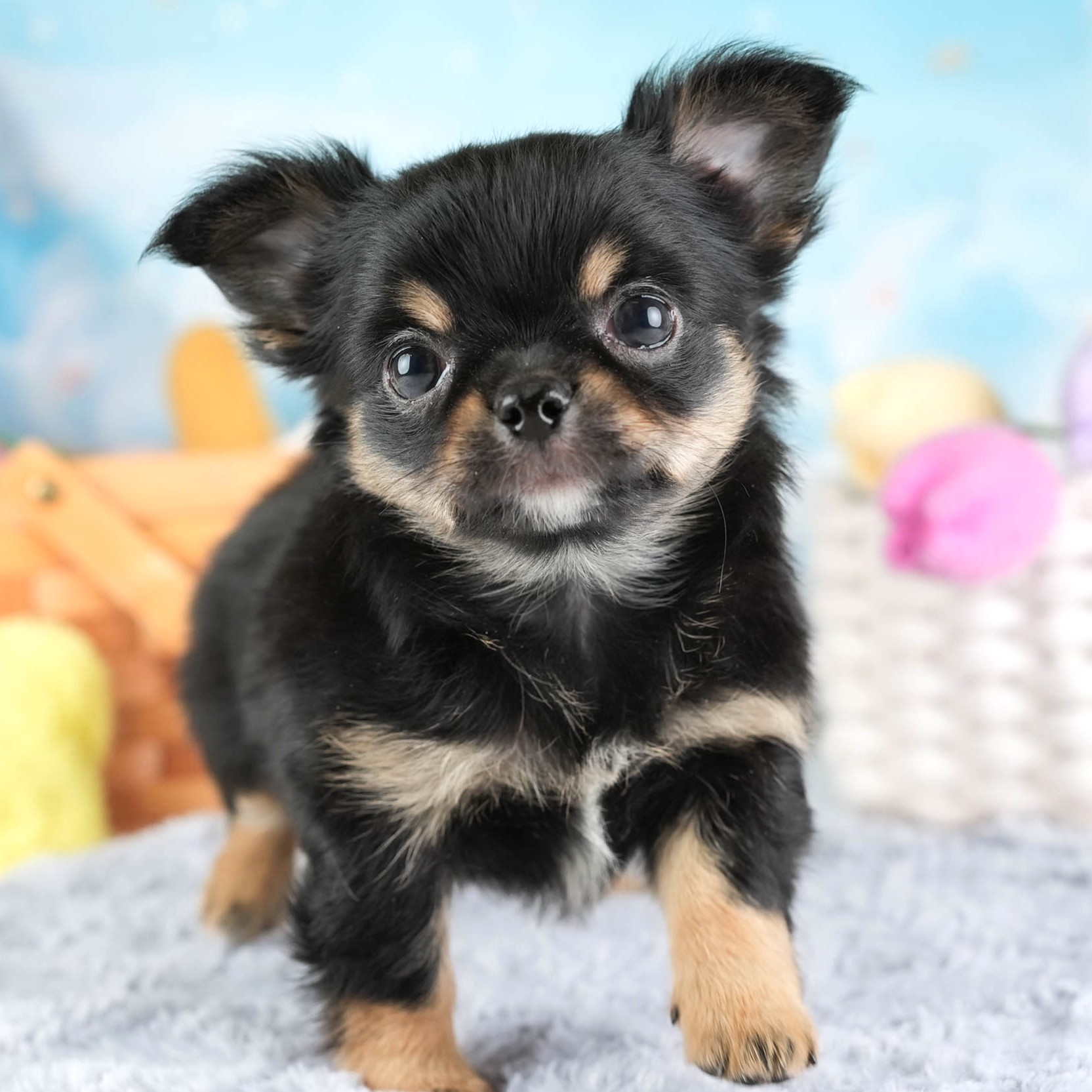 チワワ(ロング) | 男の子 | ブラックタン＆ホワイト | 2026年1月18日