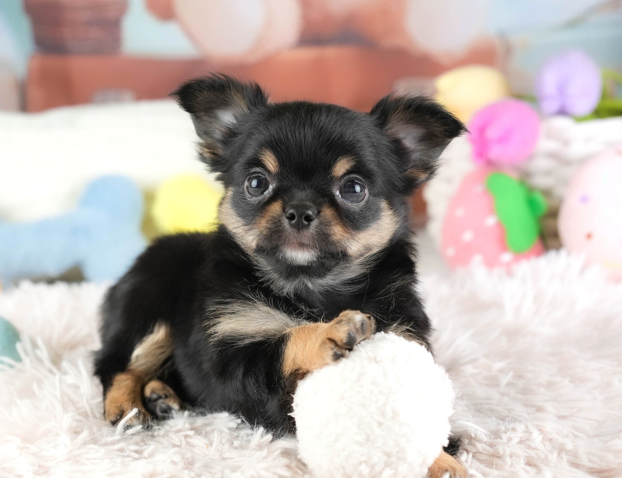 チワワ(ロング) | 男の子 | ブラックタン＆ホワイト | 2026年1月18日