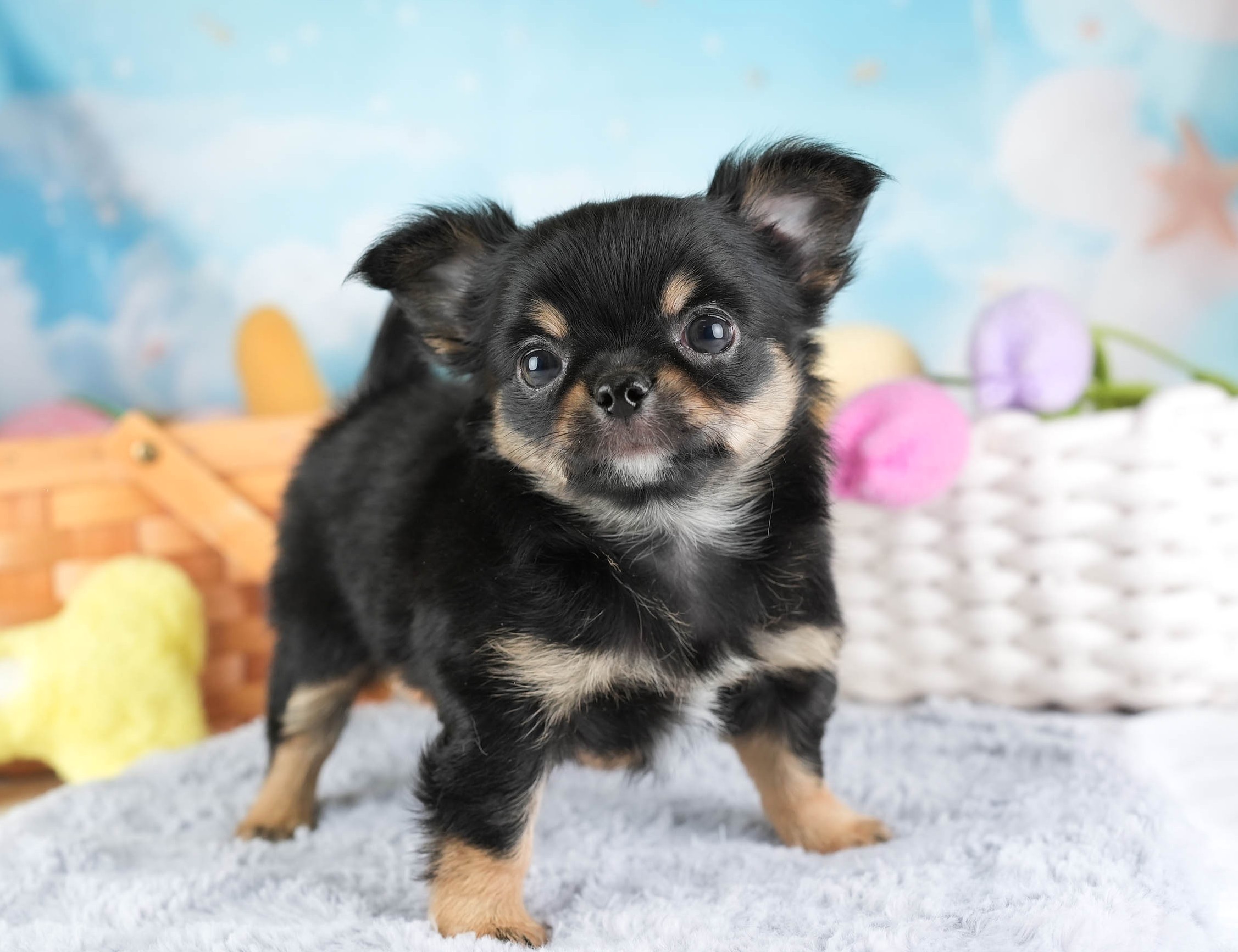 チワワ(ロング) | 男の子 | ブラックタン＆ホワイト | 2026年1月18日
