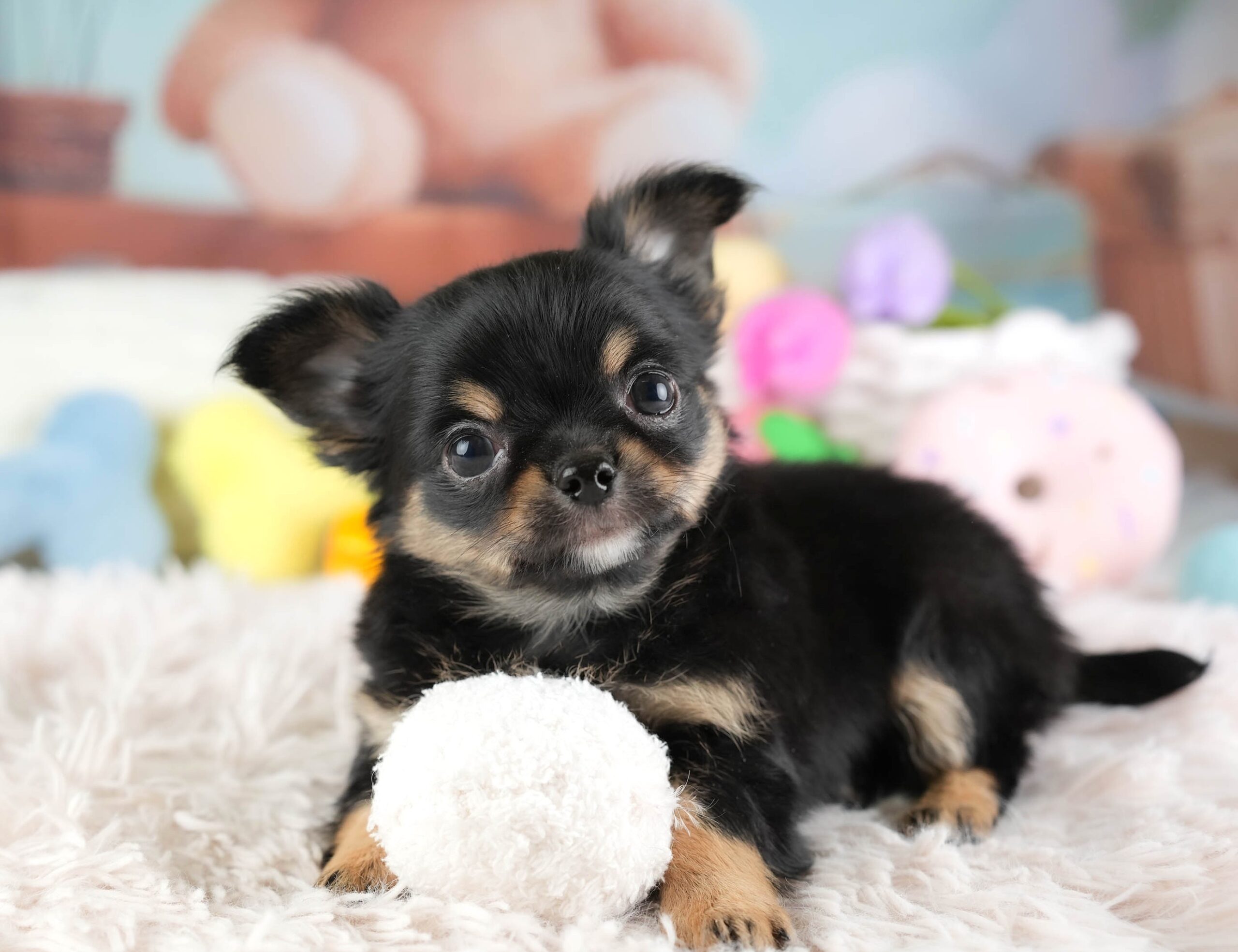 チワワ(ロング) | 男の子 | ブラックタン＆ホワイト | 2026年1月18日