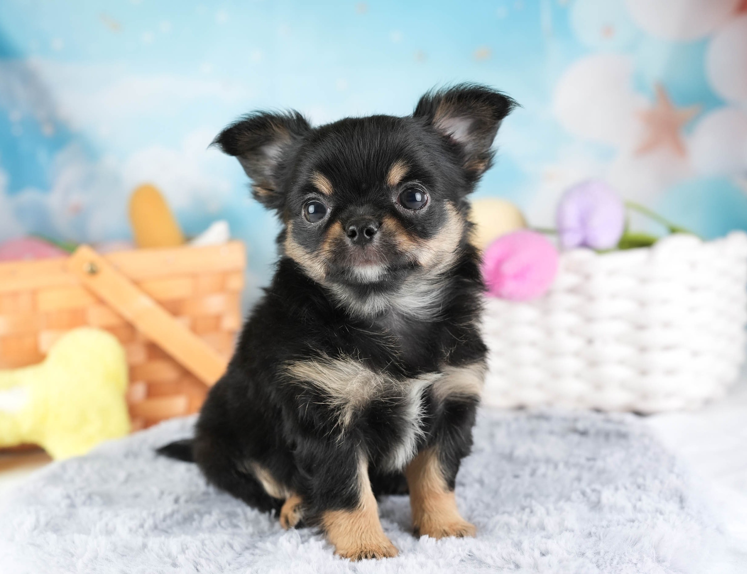 チワワ(ロング) | 男の子 | ブラックタン＆ホワイト | 2026年1月18日