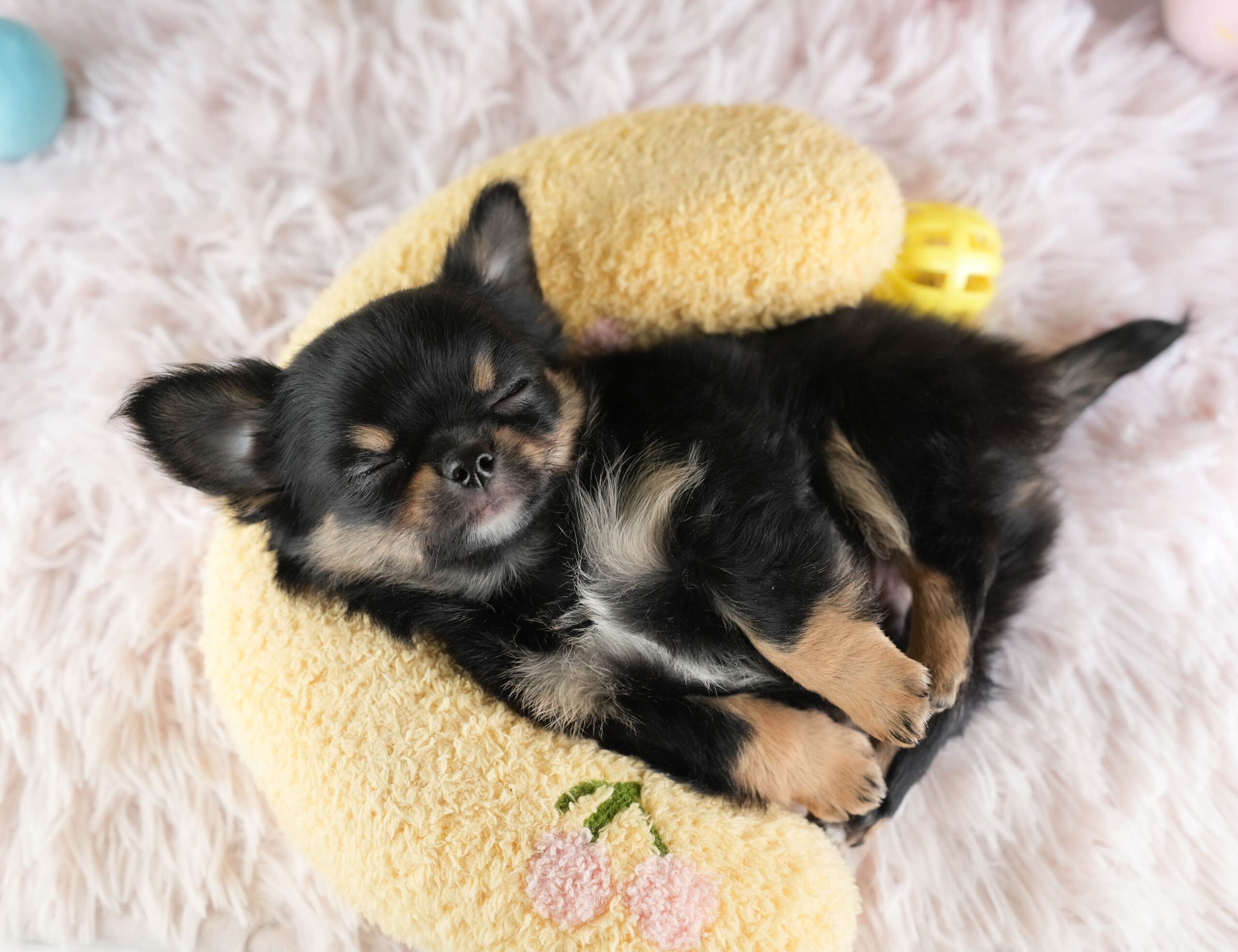 チワワ(ロング) | 男の子 | ブラックタン＆ホワイト | 2026年1月18日