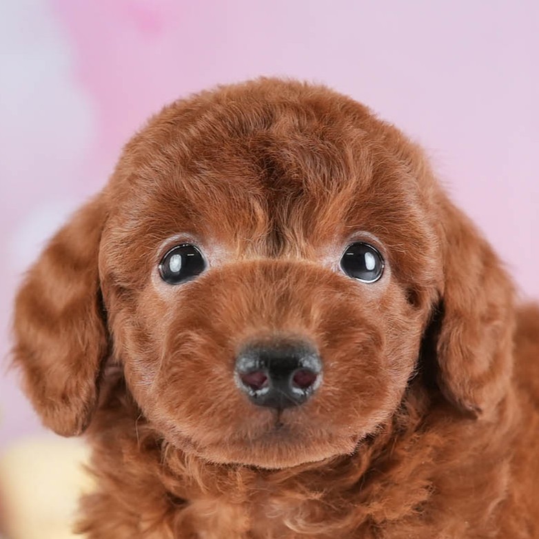 トイ・プードル | 男の子 | レッド | 2026年1月19日