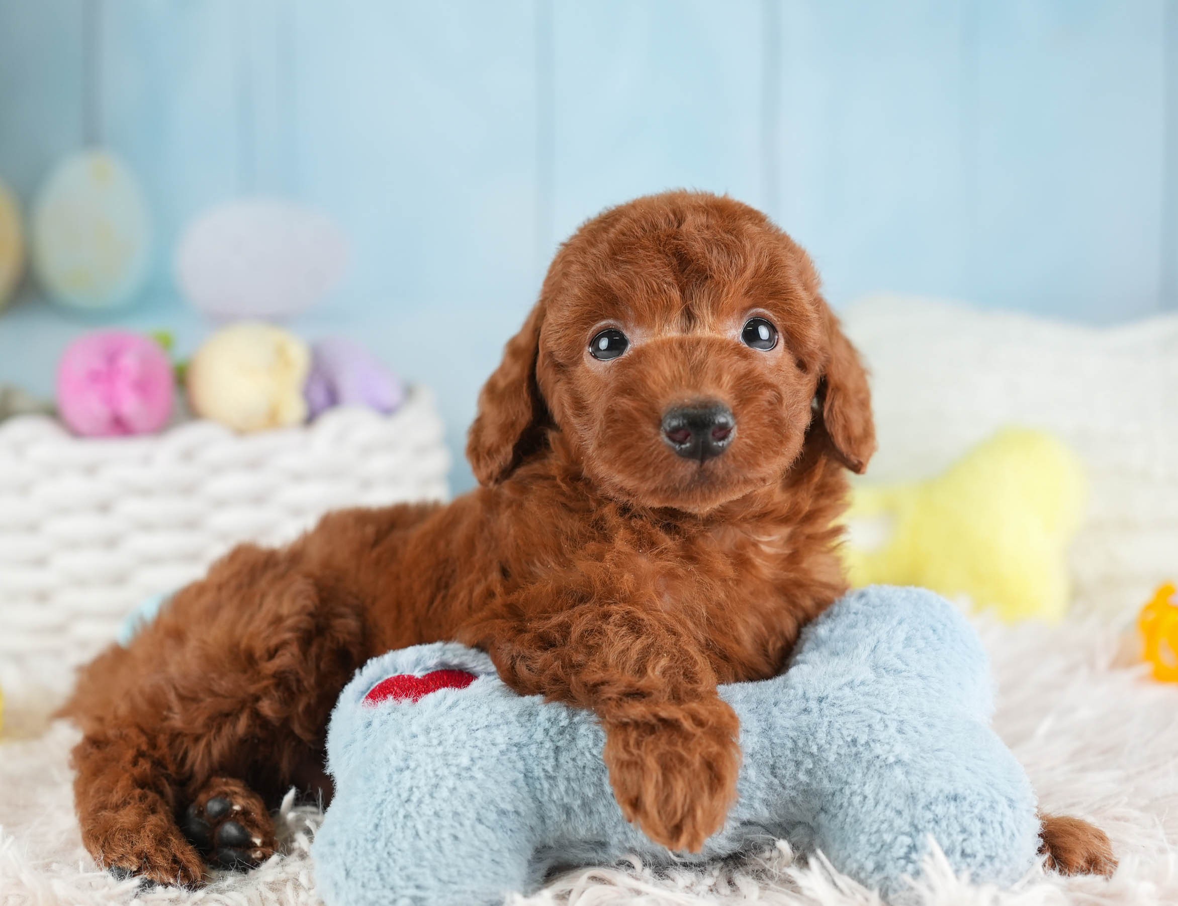 トイ・プードル | 男の子 | レッド | 2026年1月19日