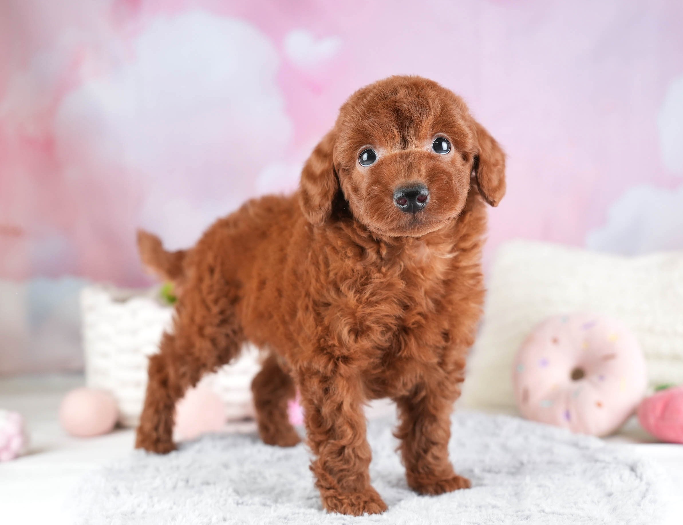 トイ・プードル | 男の子 | レッド | 2026年1月19日