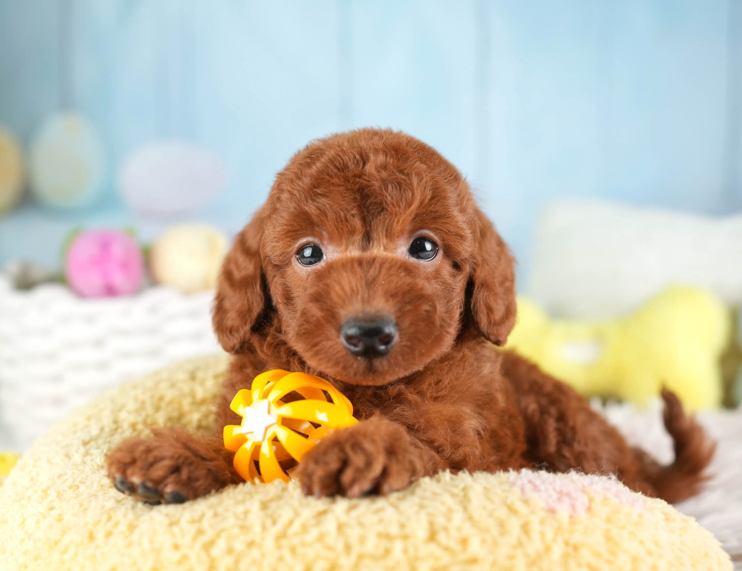 トイ・プードル | 男の子 | レッド | 2026年1月19日