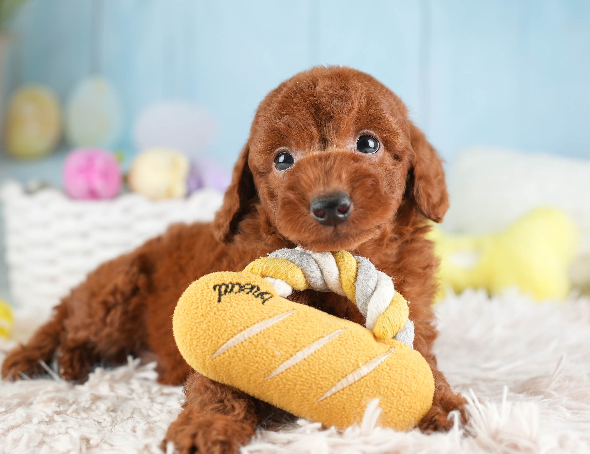 トイ・プードル | 男の子 | レッド | 2026年1月19日