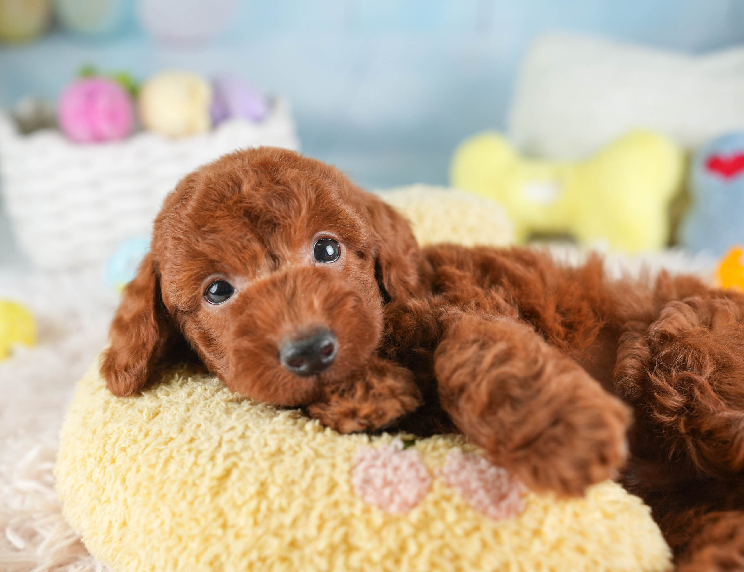 トイ・プードル | 男の子 | レッド | 2026年1月19日