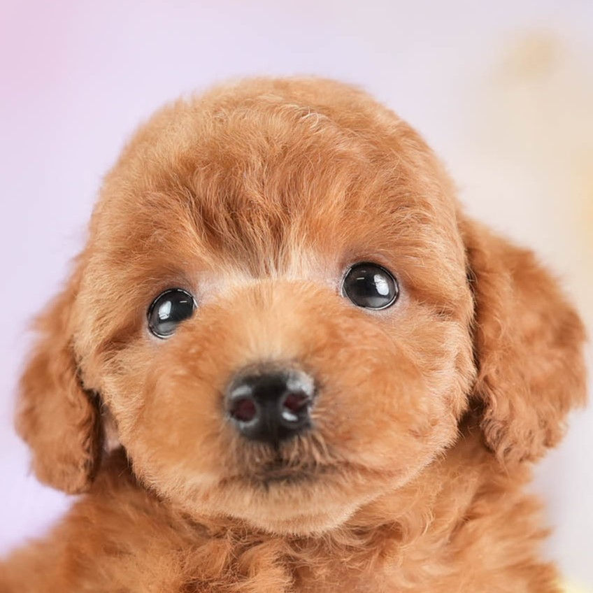 トイ・プードル | 男の子 | レッド | 2026年1月19日