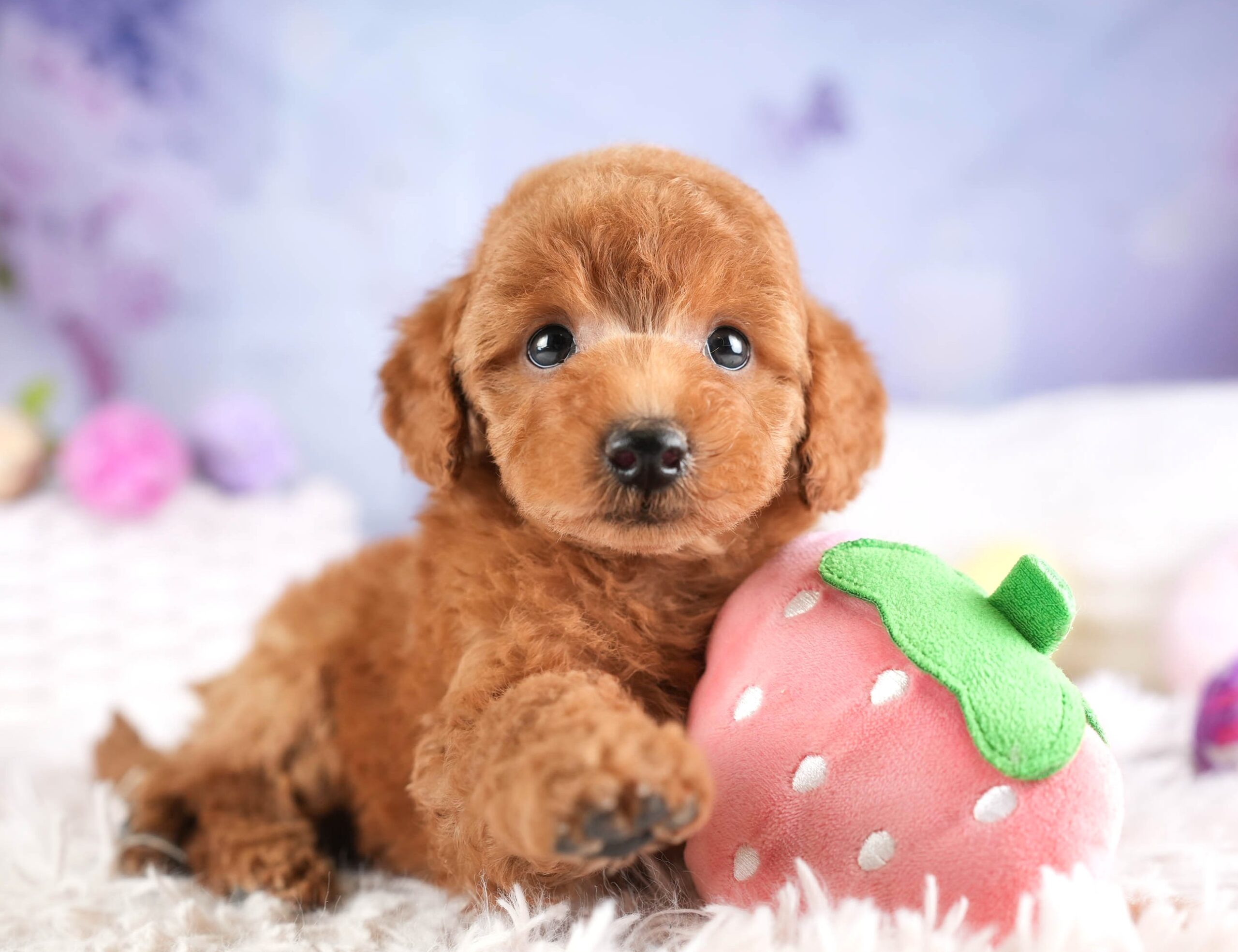 トイ・プードル | 男の子 | レッド | 2026年1月19日