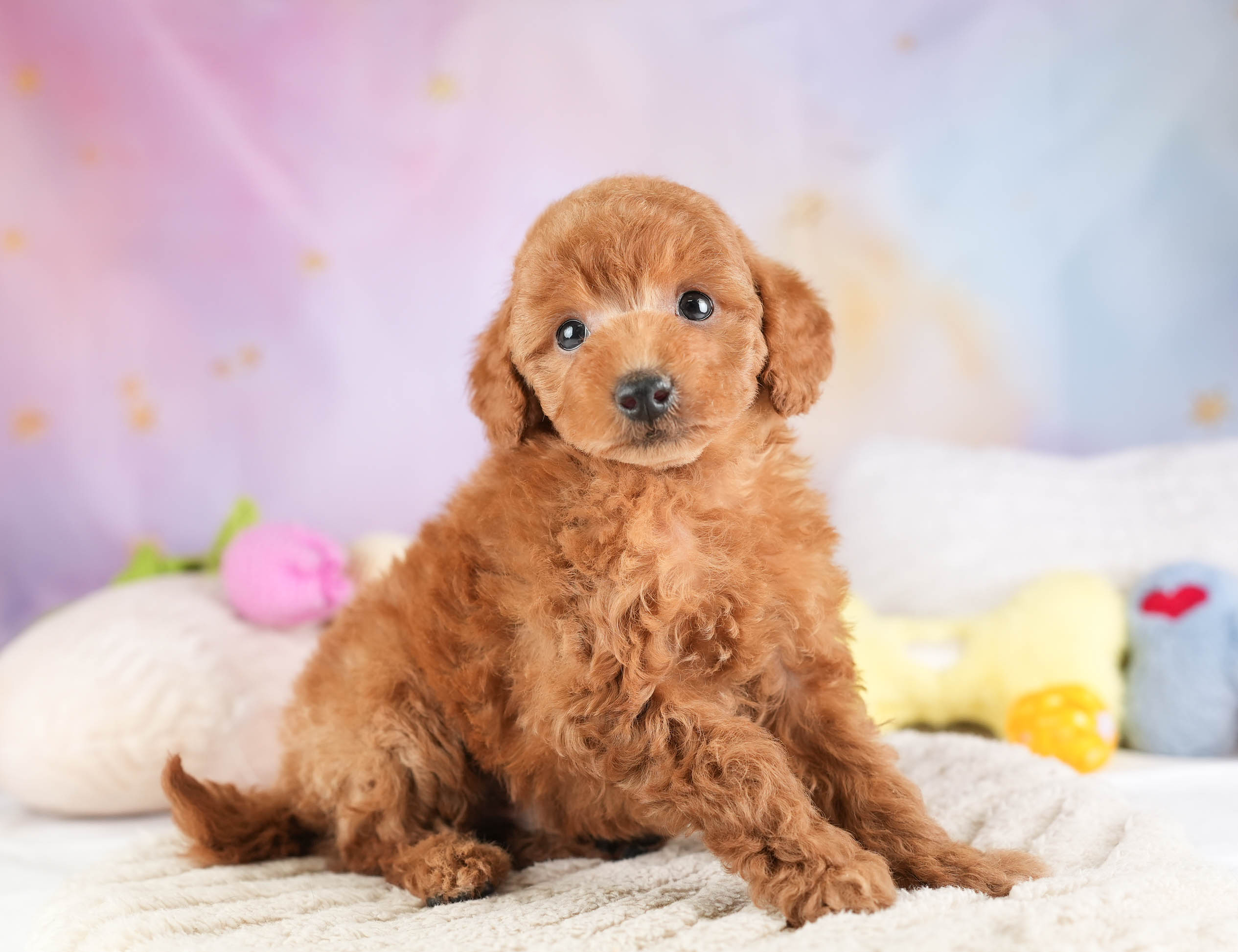 トイ・プードル | 男の子 | レッド | 2026年1月19日