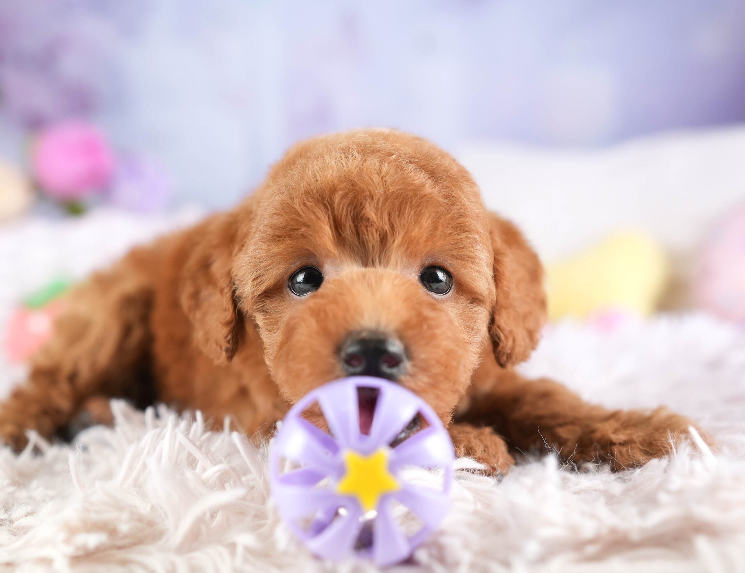 トイ・プードル | 男の子 | レッド | 2026年1月19日