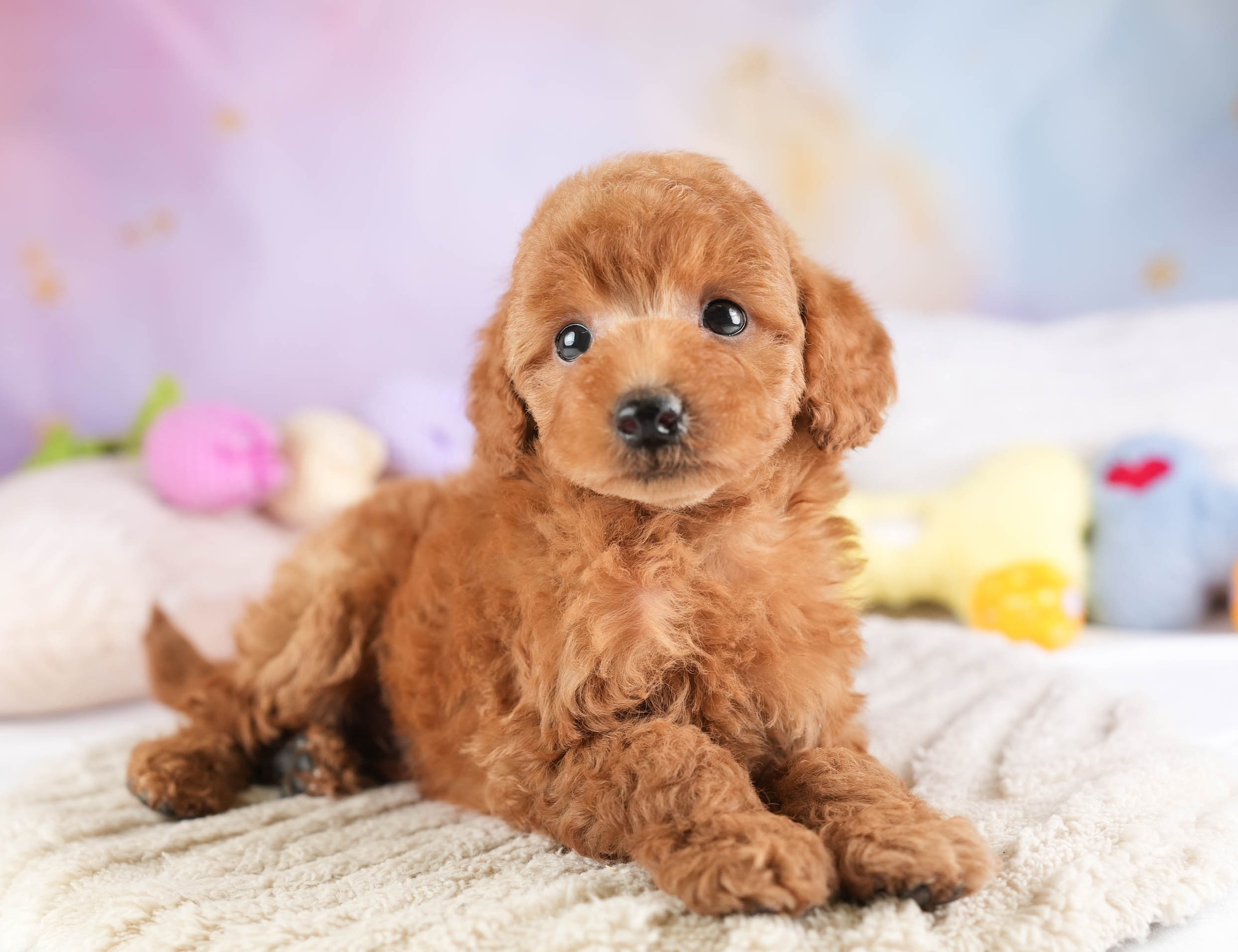 トイ・プードル | 男の子 | レッド | 2026年1月19日