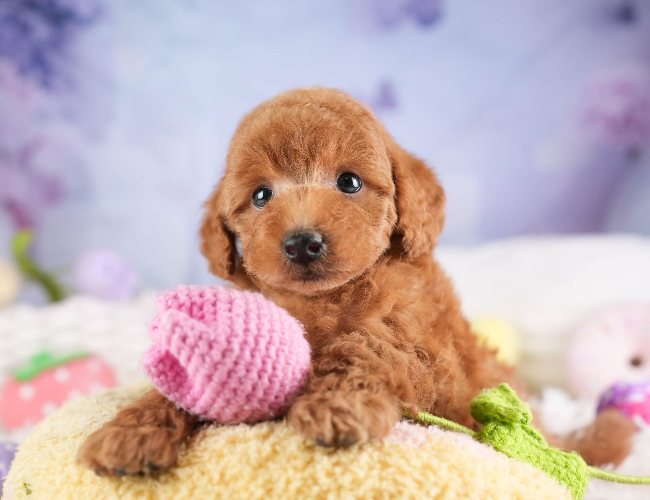 トイ・プードル | 男の子 | レッド | 2026年1月19日