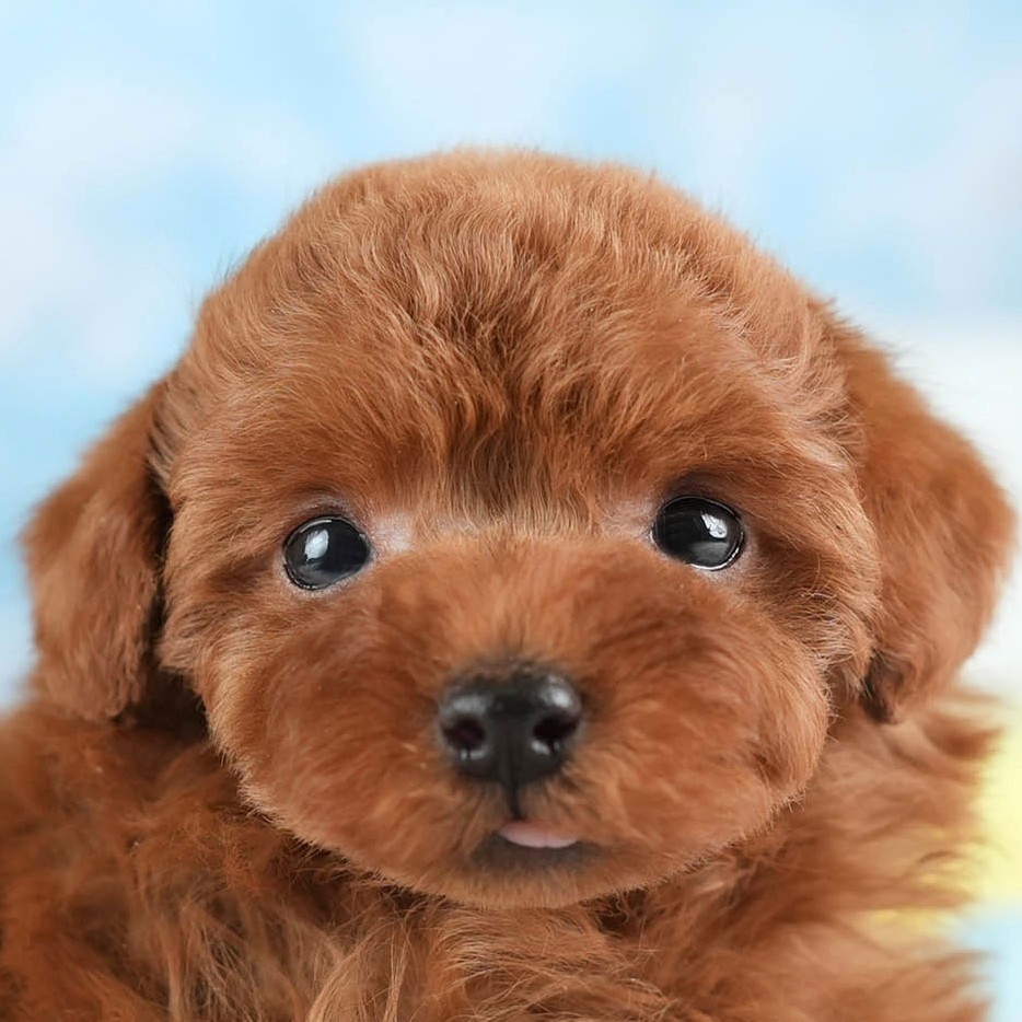 トイ・プードル | 女の子 | レッド | 2026年1月22日