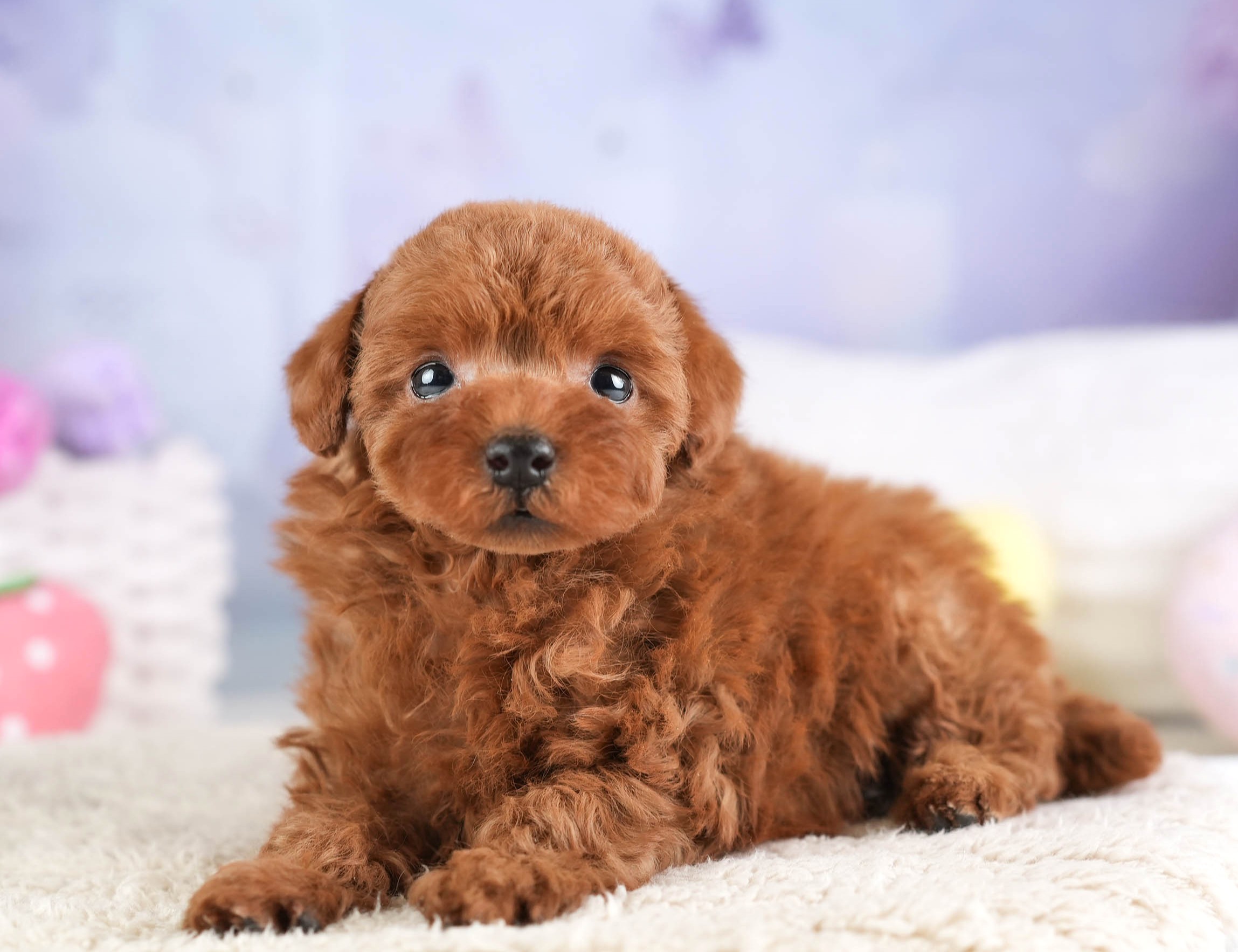 トイ・プードル | 女の子 | レッド | 2026年1月22日