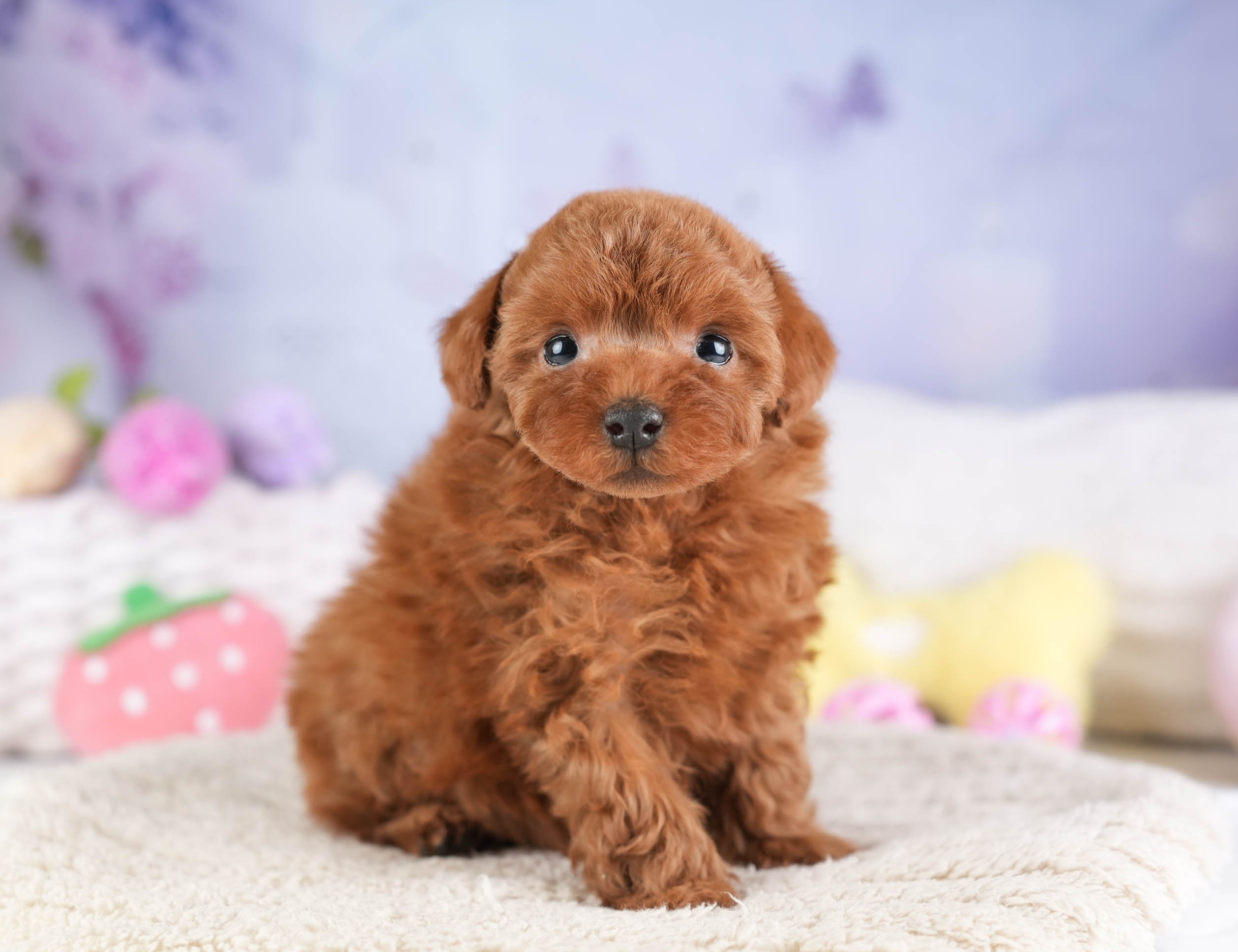 トイ・プードル | 女の子 | レッド | 2026年1月22日