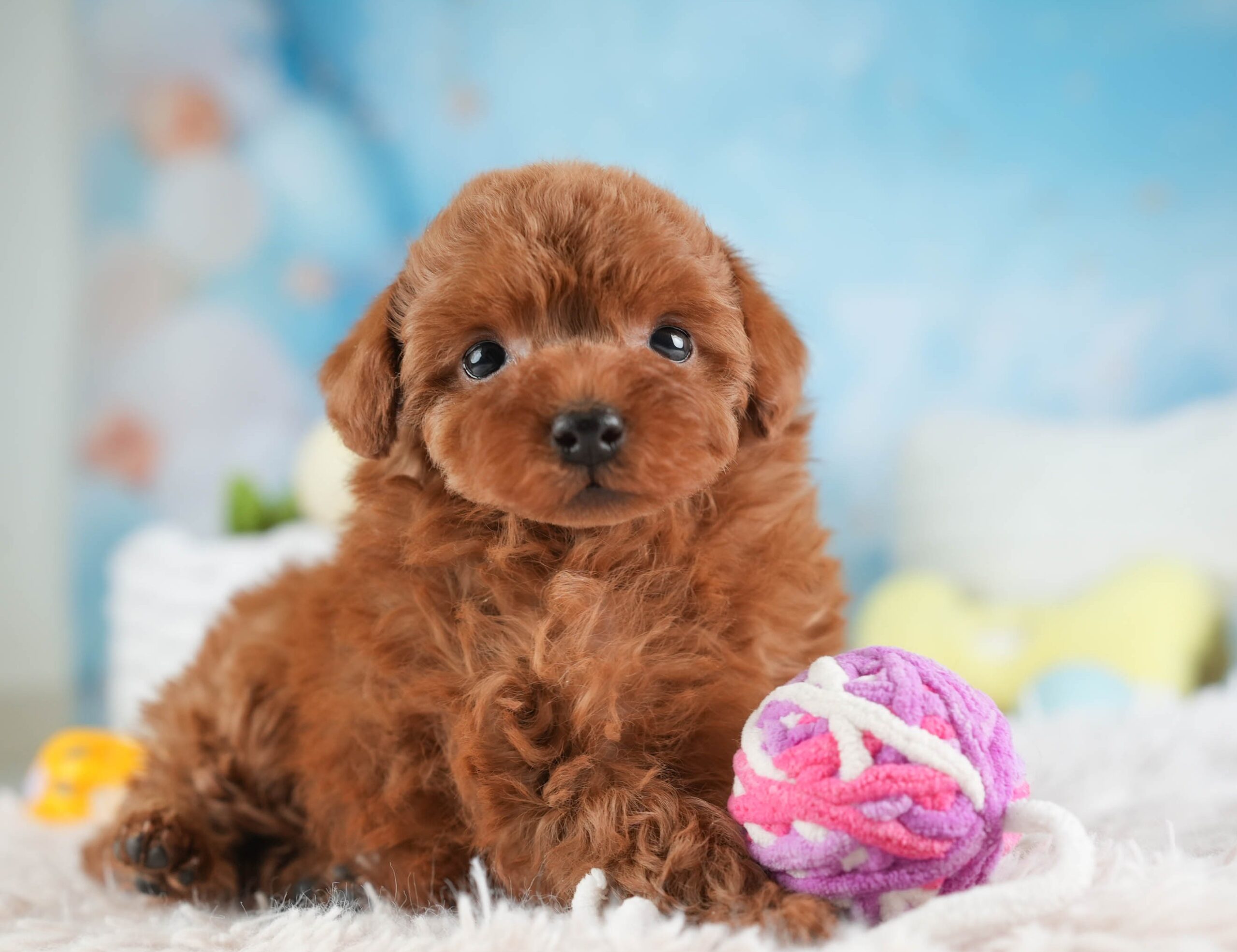 トイ・プードル | 女の子 | レッド | 2026年1月22日