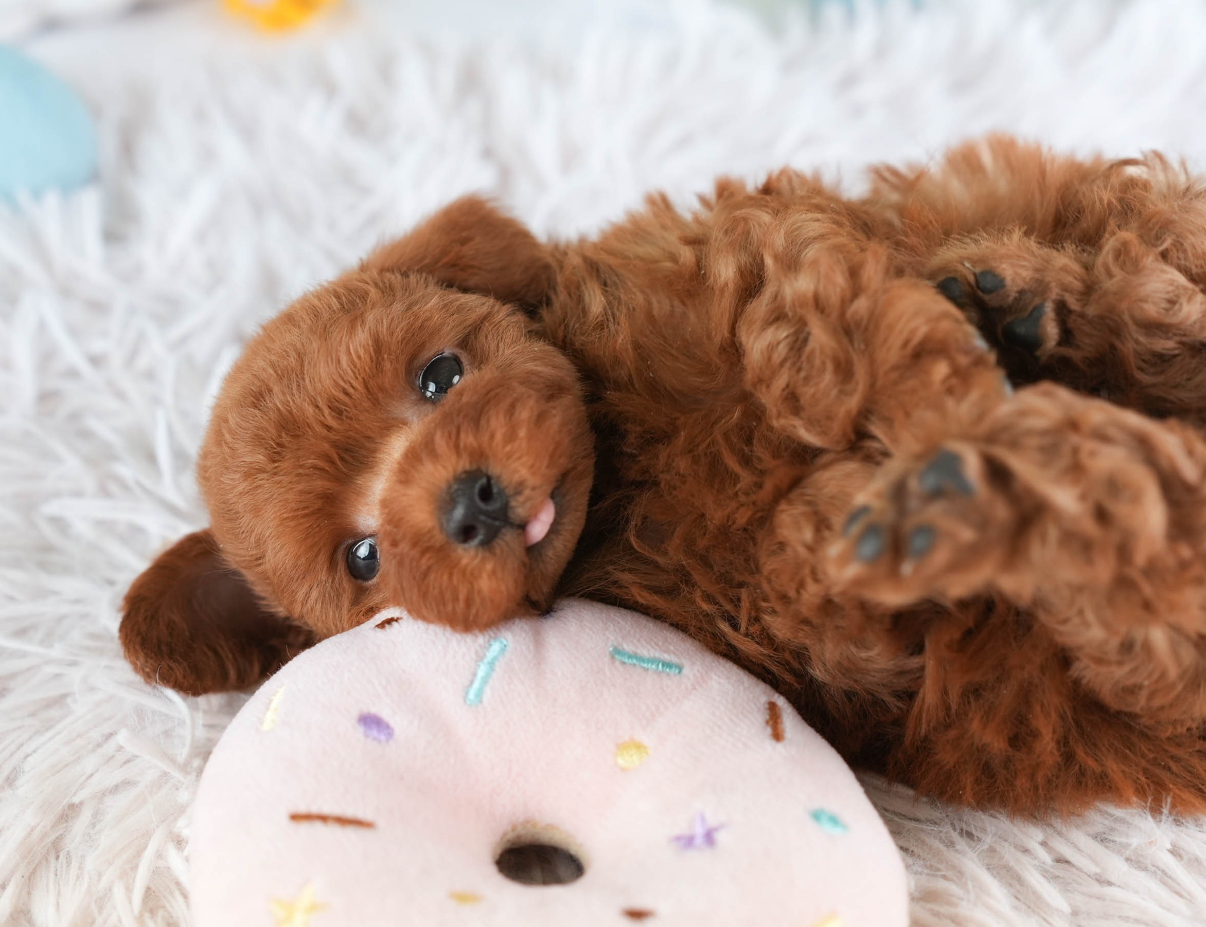 トイ・プードル | 女の子 | レッド | 2026年1月22日