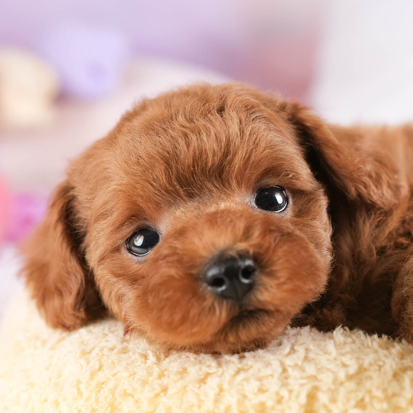 トイ・プードル | 女の子 | レッド | 2026年1月22日