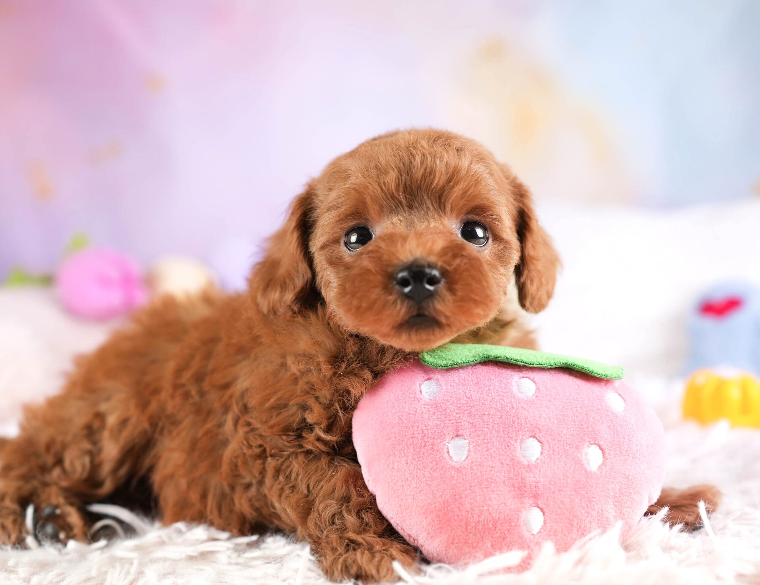 トイ・プードル | 女の子 | レッド | 2026年1月22日