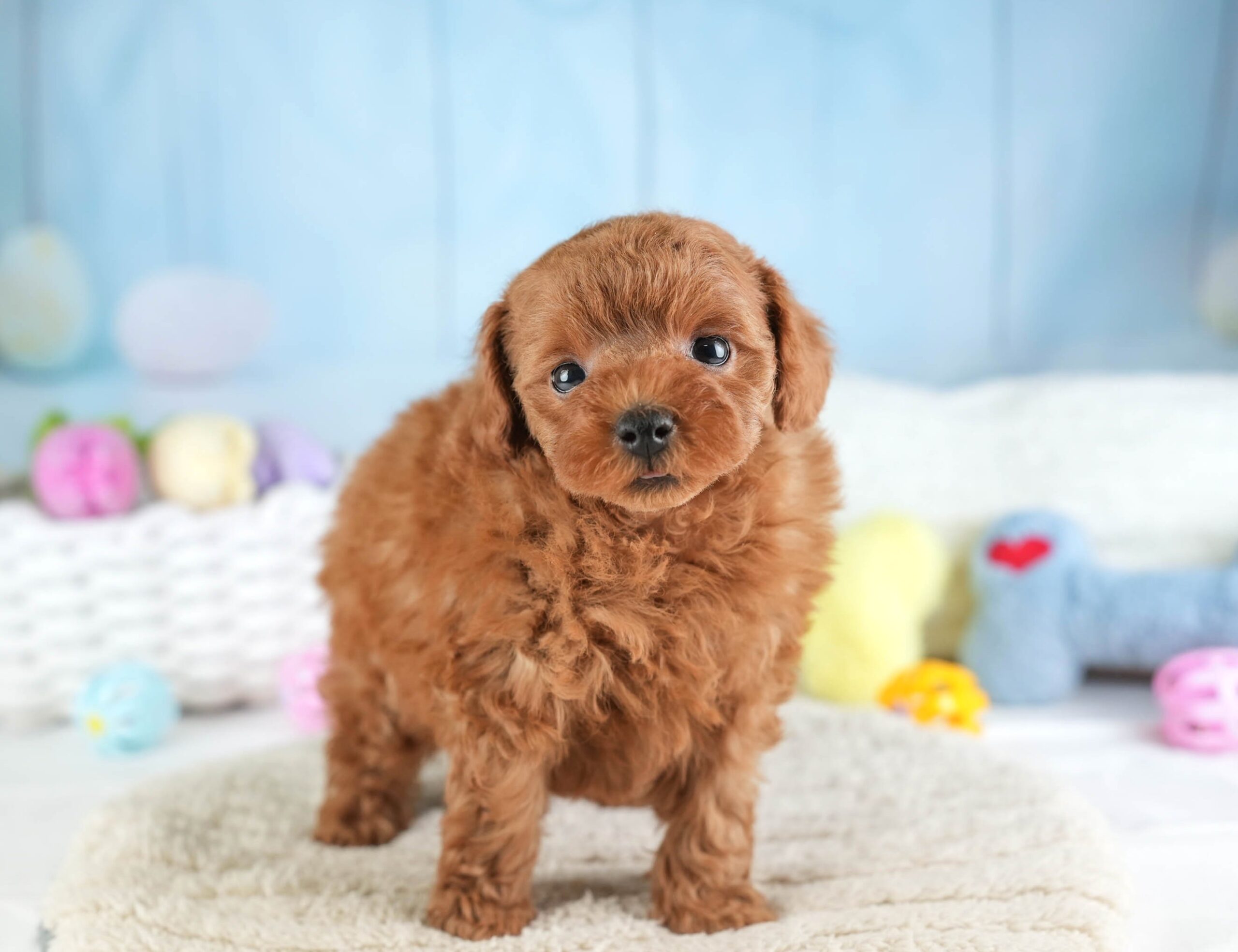 トイ・プードル | 女の子 | レッド | 2026年1月22日