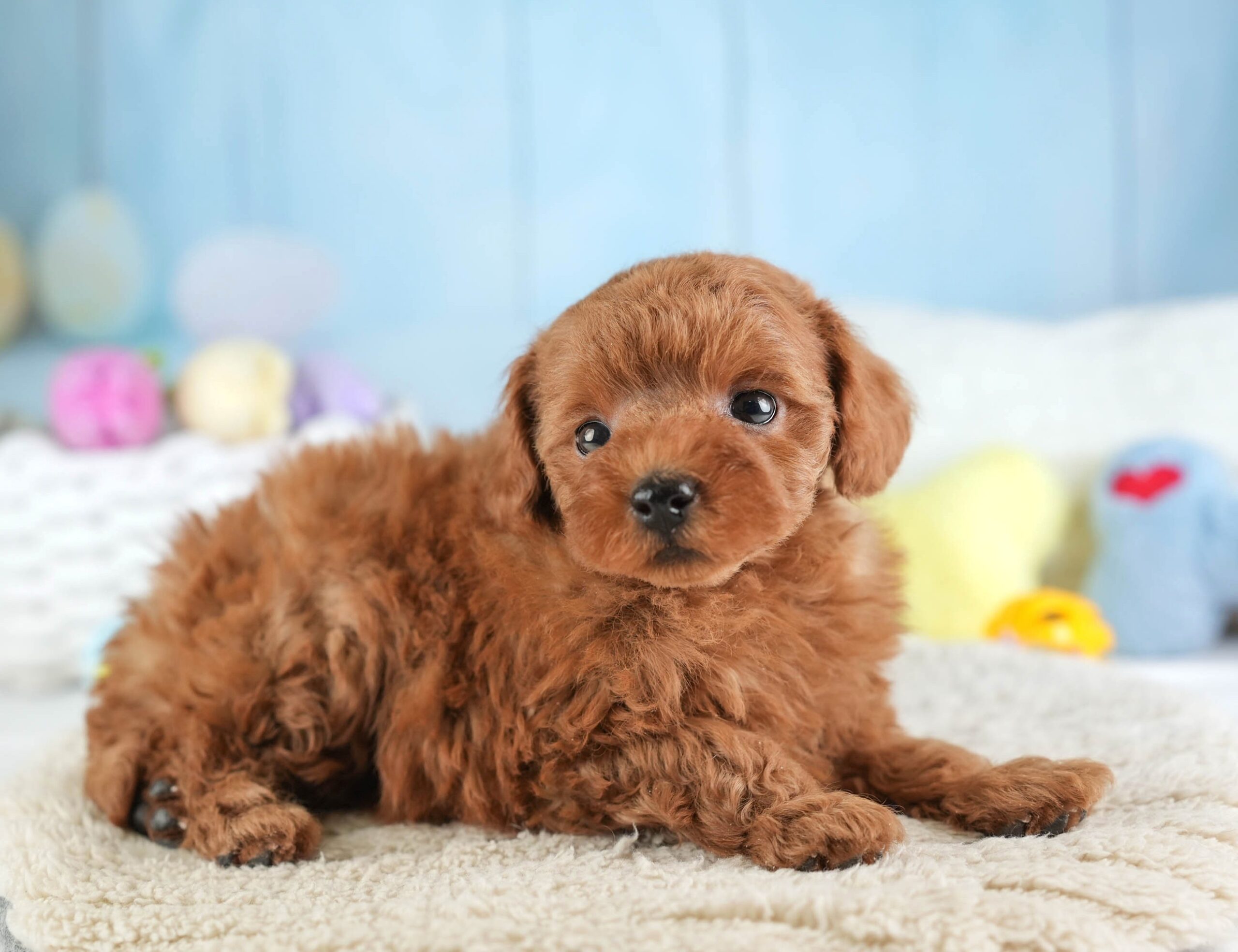 トイ・プードル | 女の子 | レッド | 2026年1月22日