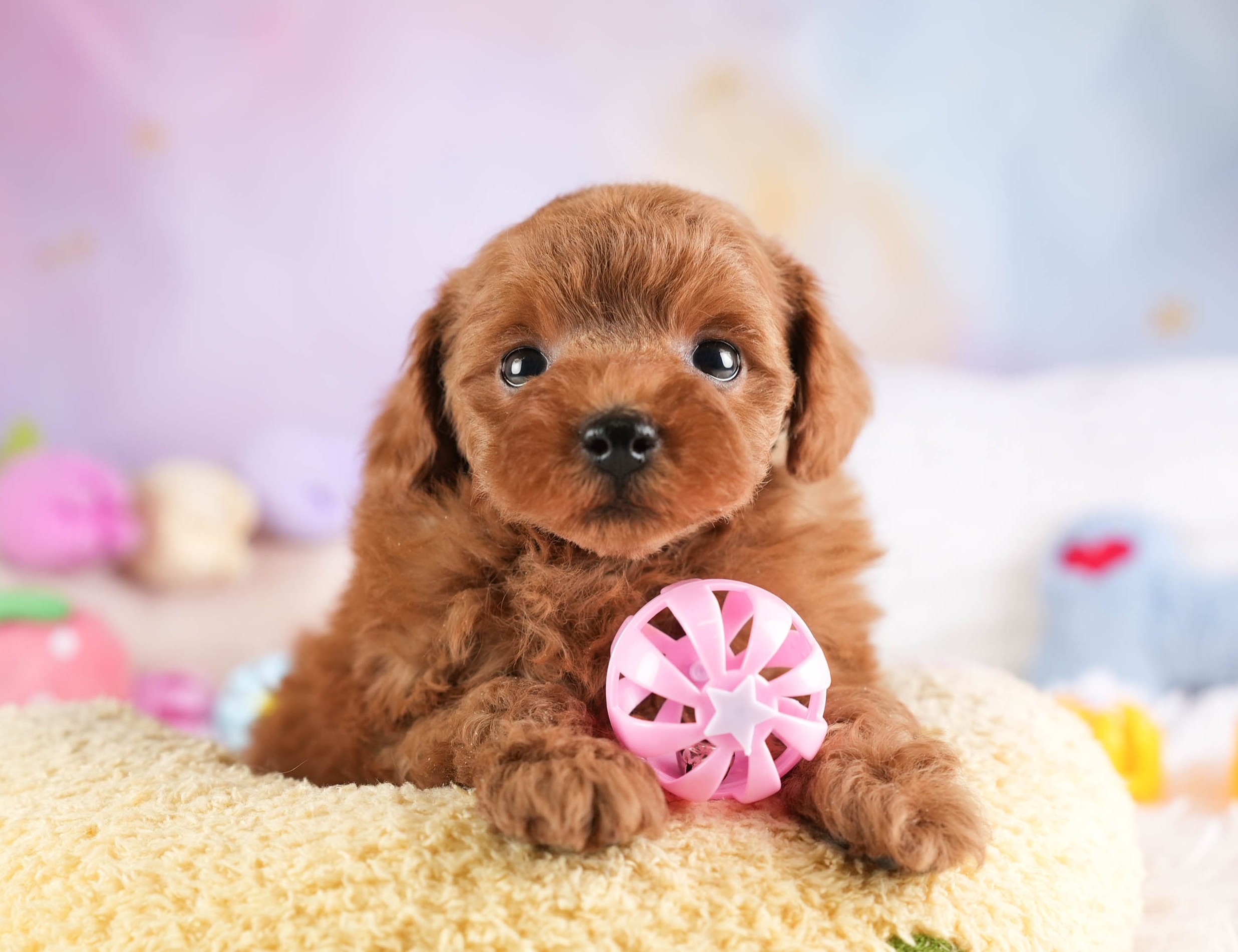 トイ・プードル | 女の子 | レッド | 2026年1月22日