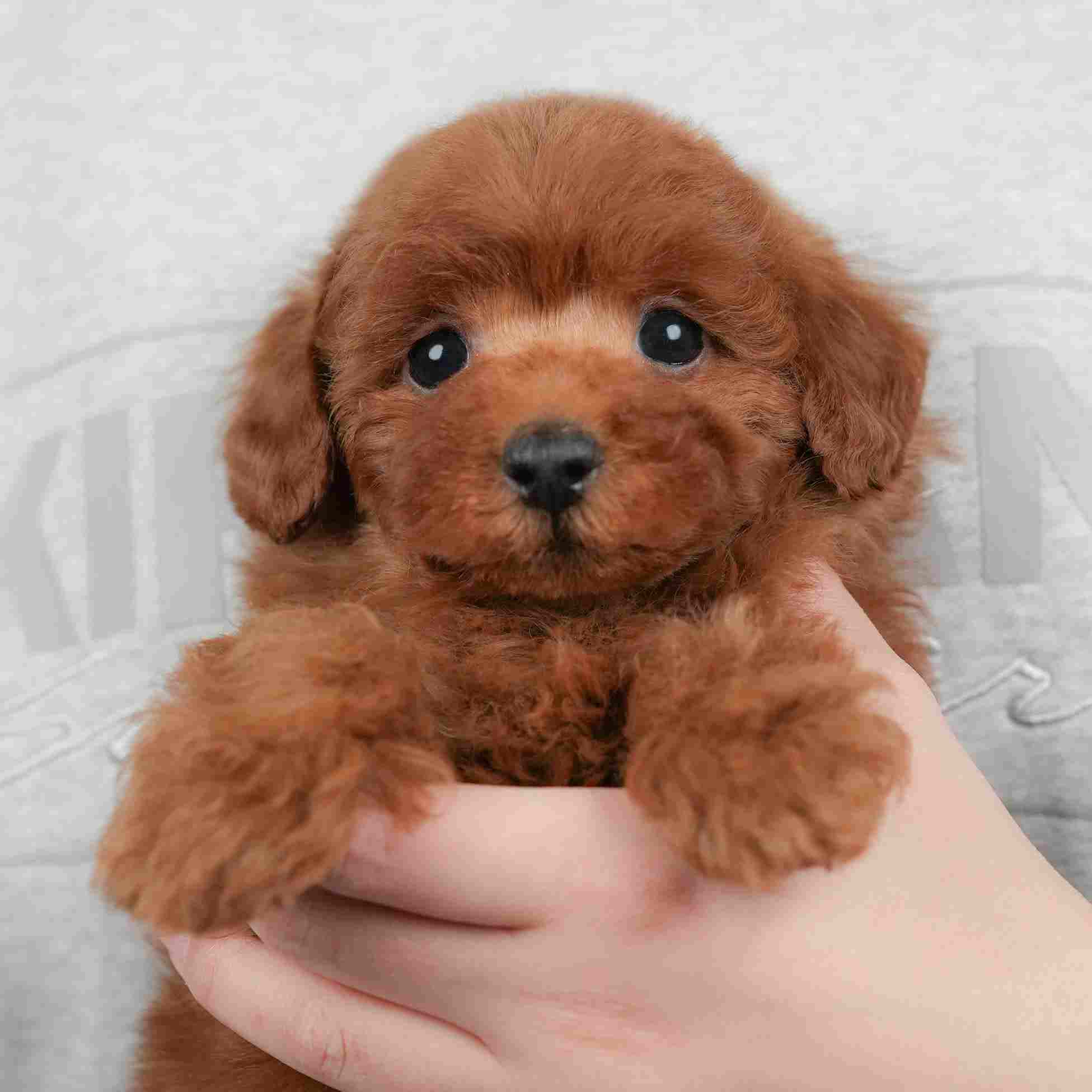 トイ・プードル | 男の子 | レッド | 2026年1月22日