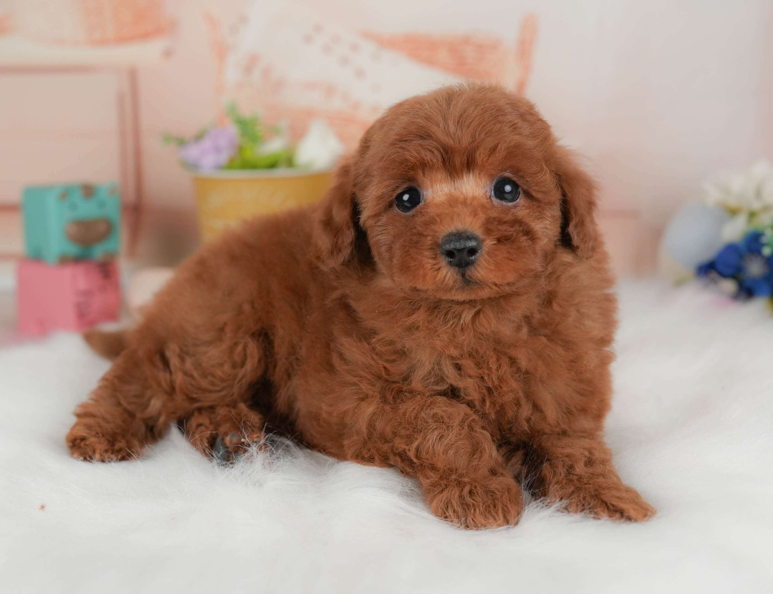 トイ・プードル | 男の子 | レッド | 2026年1月22日