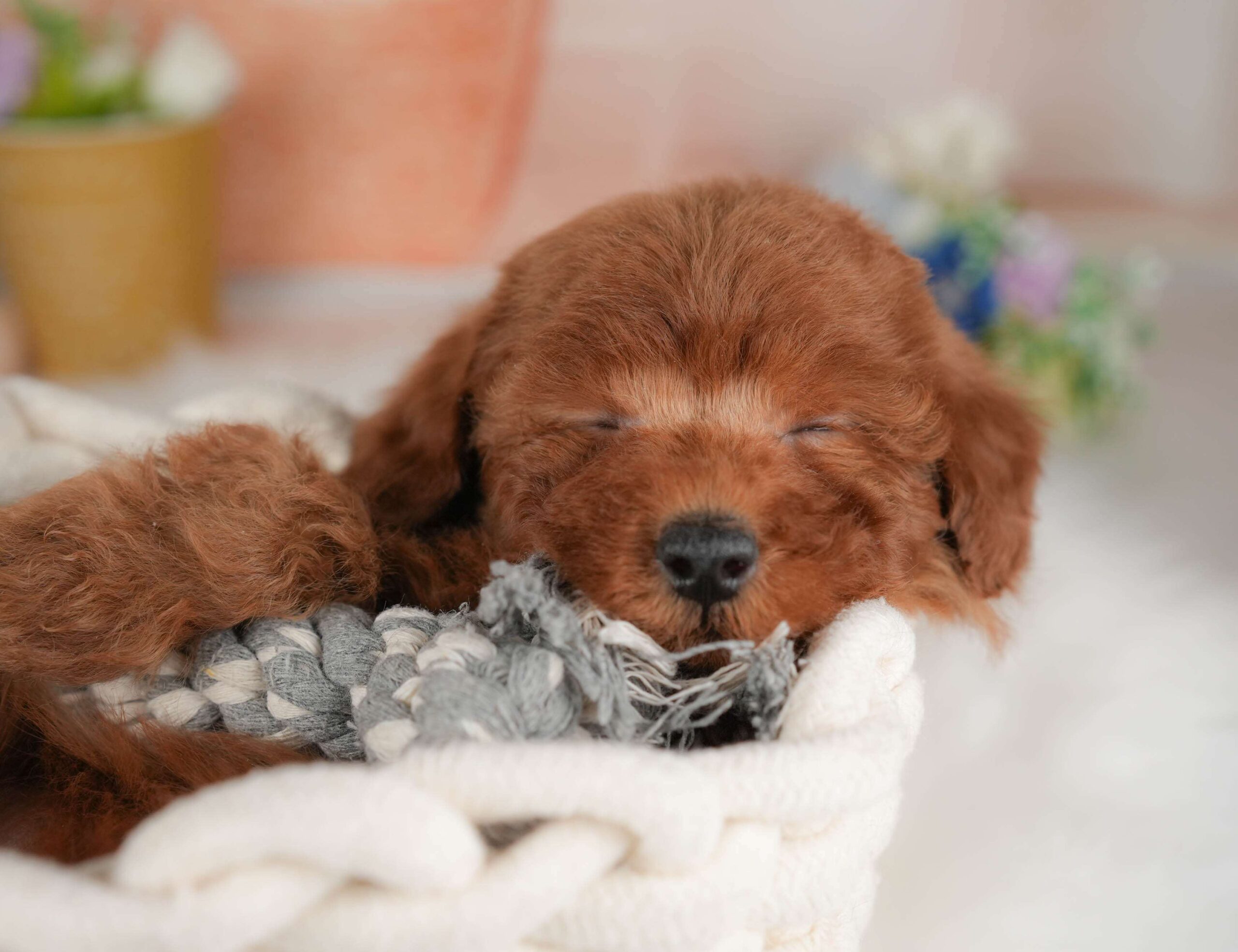 トイ・プードル | 男の子 | レッド | 2026年1月22日