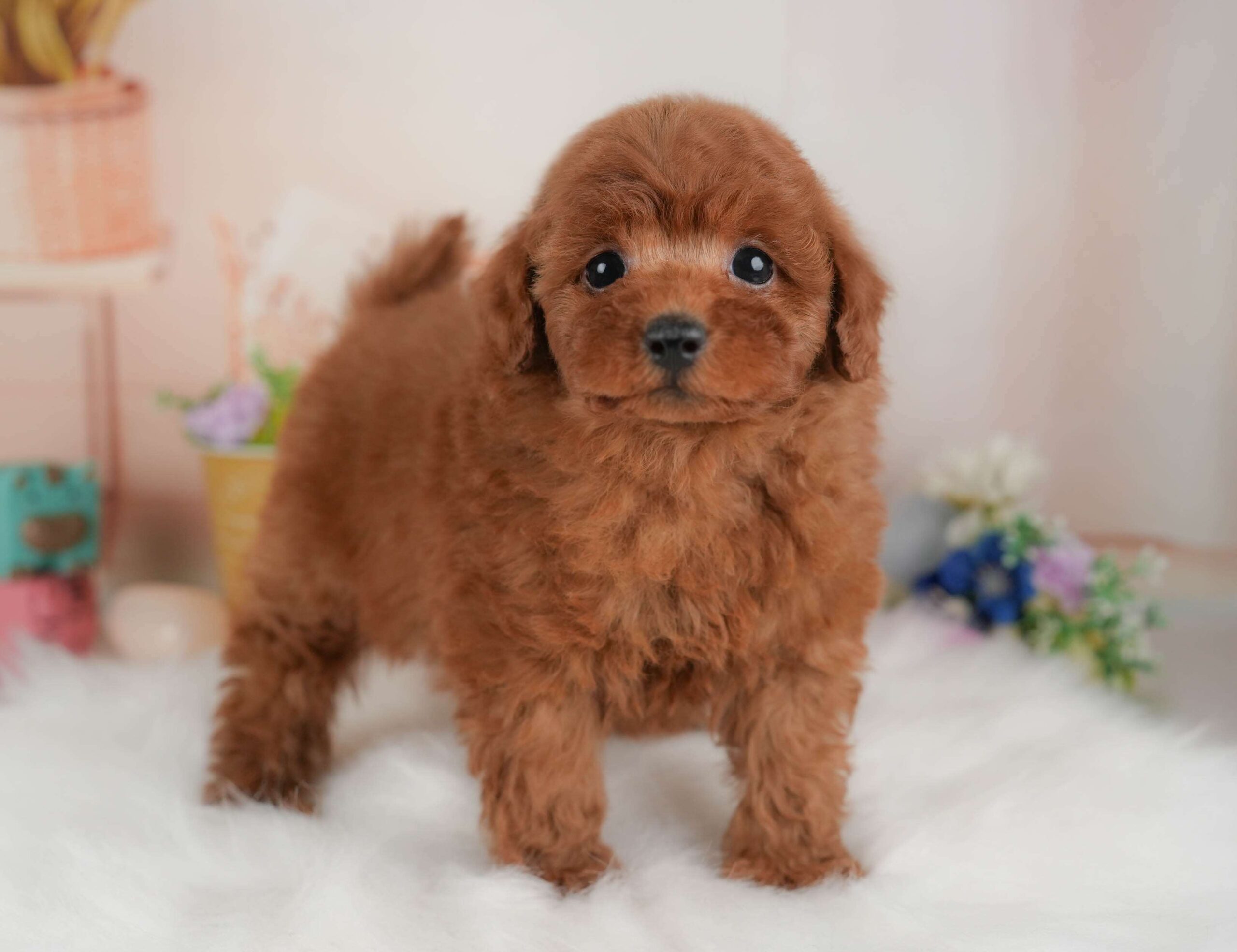 トイ・プードル | 男の子 | レッド | 2026年1月22日