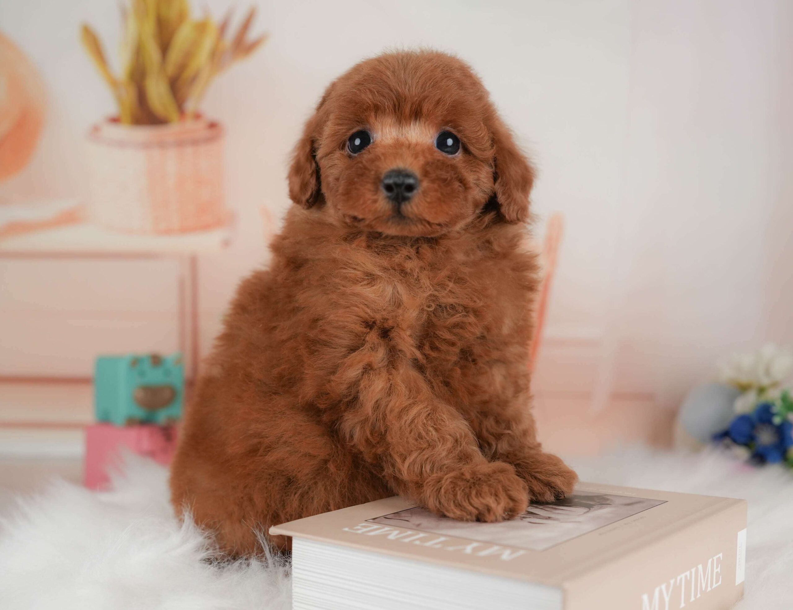 トイ・プードル | 男の子 | レッド | 2026年1月22日