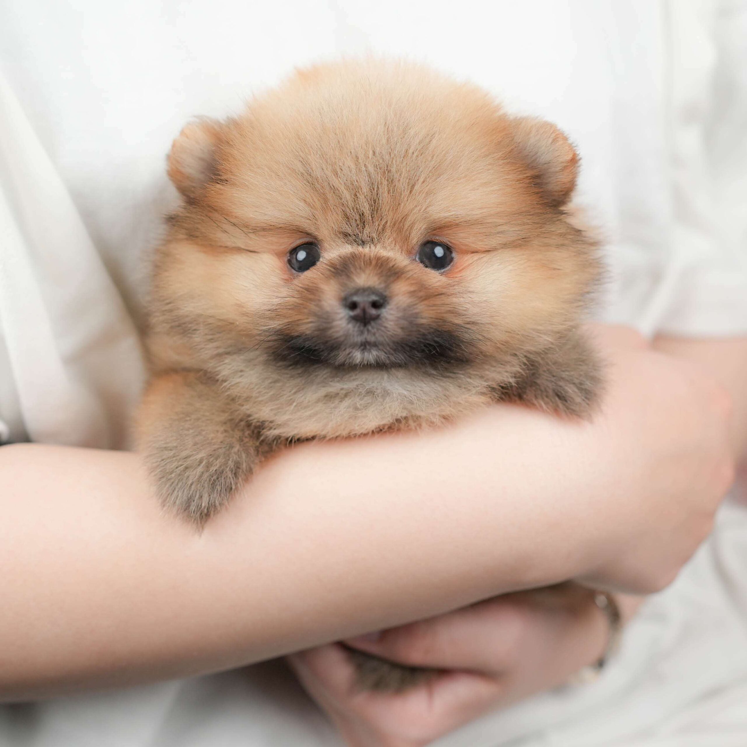 ポメラニアン | 女の子 | オレンジ | 2026年1月23日