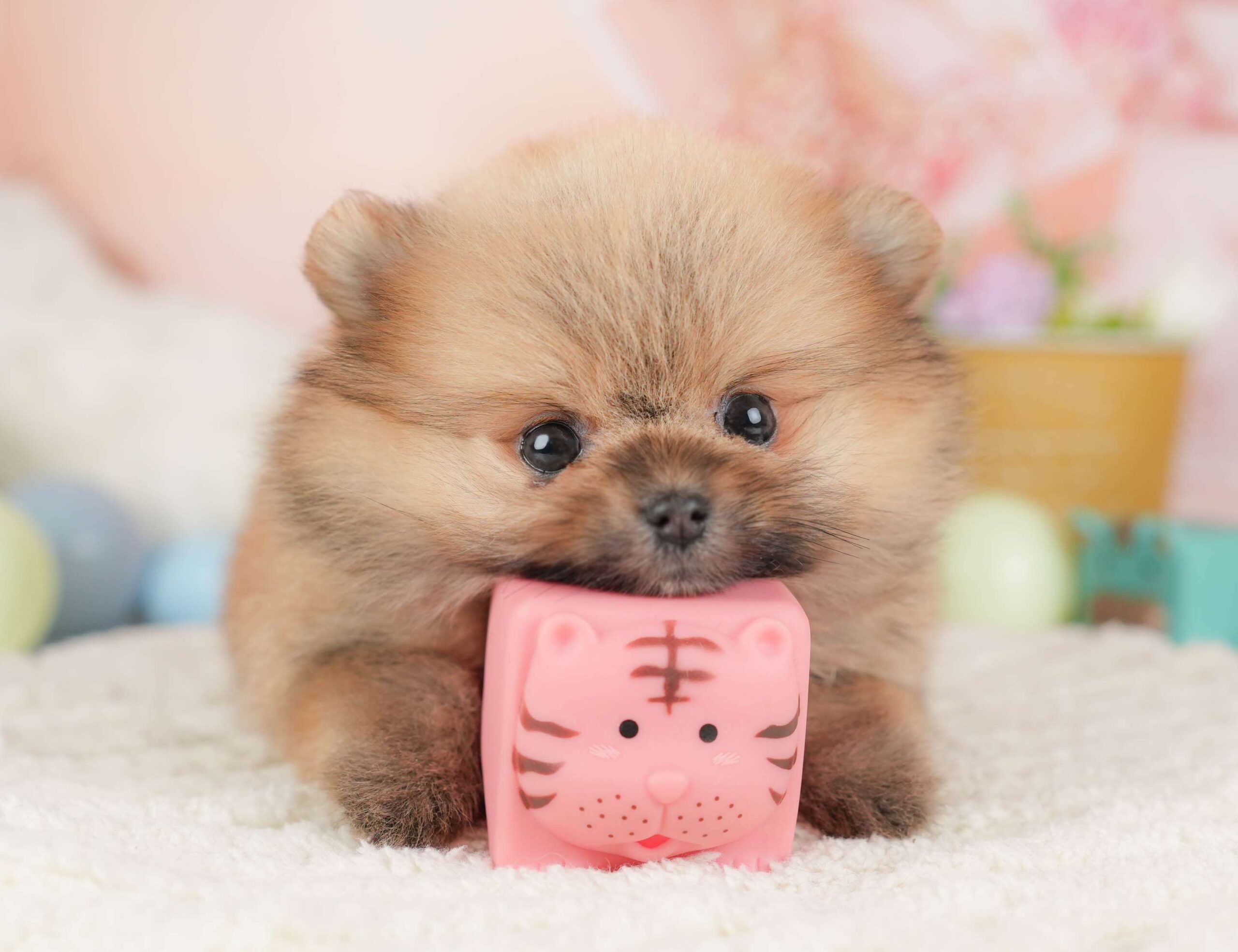 ポメラニアン | 女の子 | オレンジ | 2026年1月23日