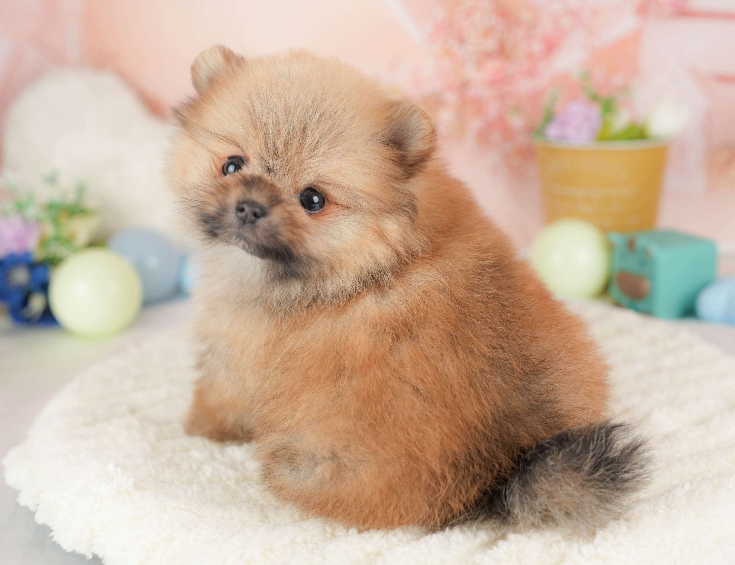 ポメラニアン | 女の子 | オレンジ | 2026年1月23日