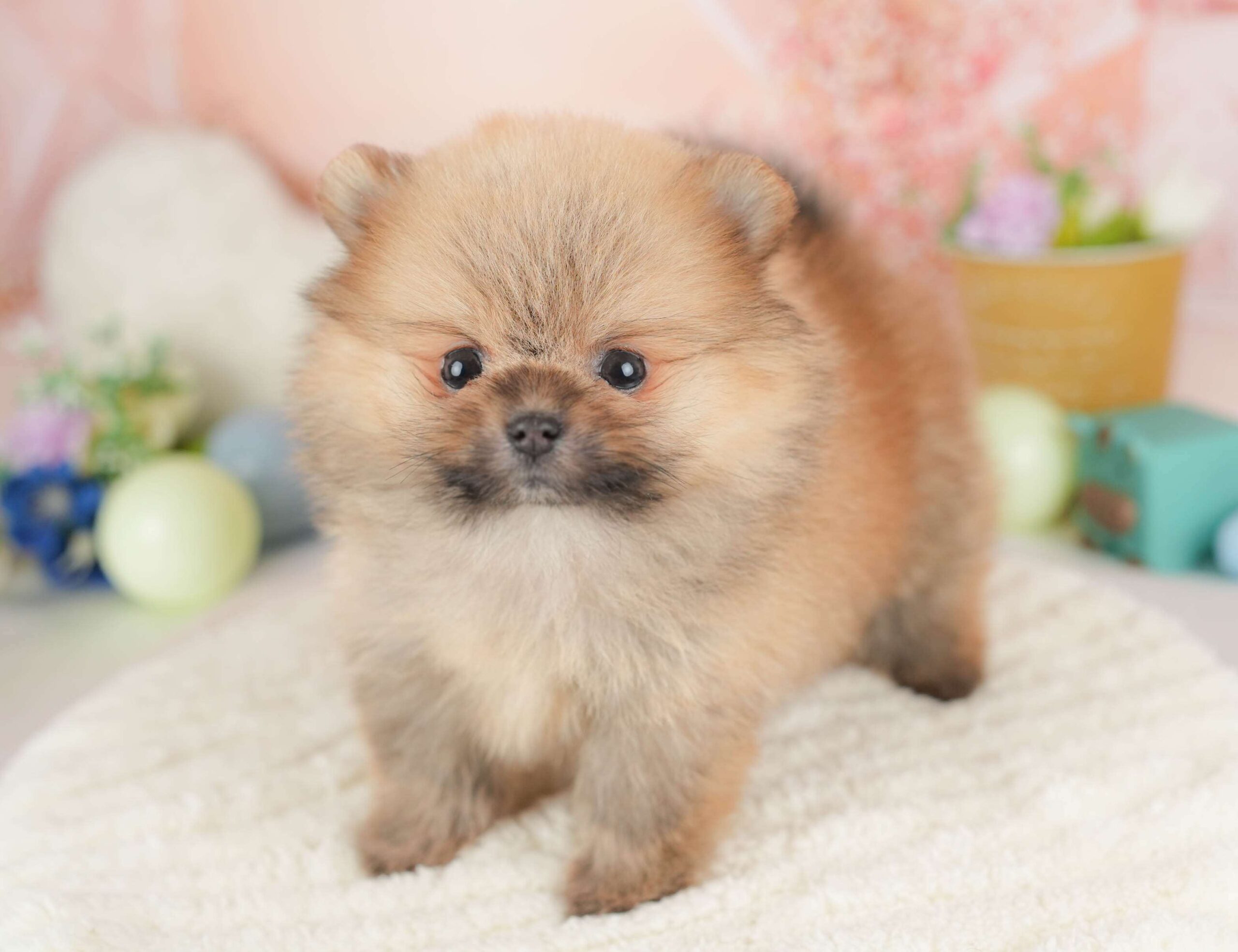 ポメラニアン | 女の子 | オレンジ | 2026年1月23日