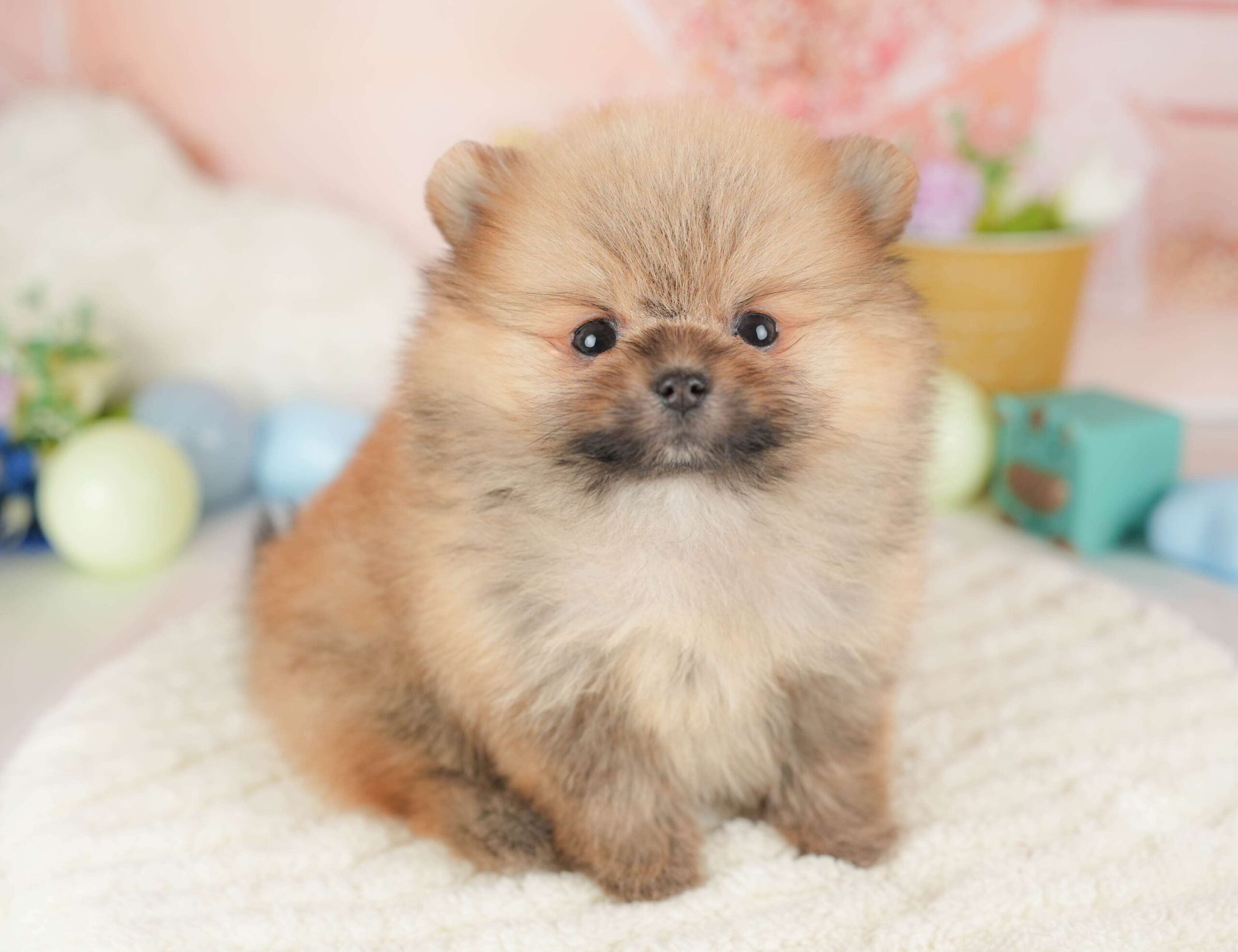 ポメラニアン | 女の子 | オレンジ | 2026年1月23日