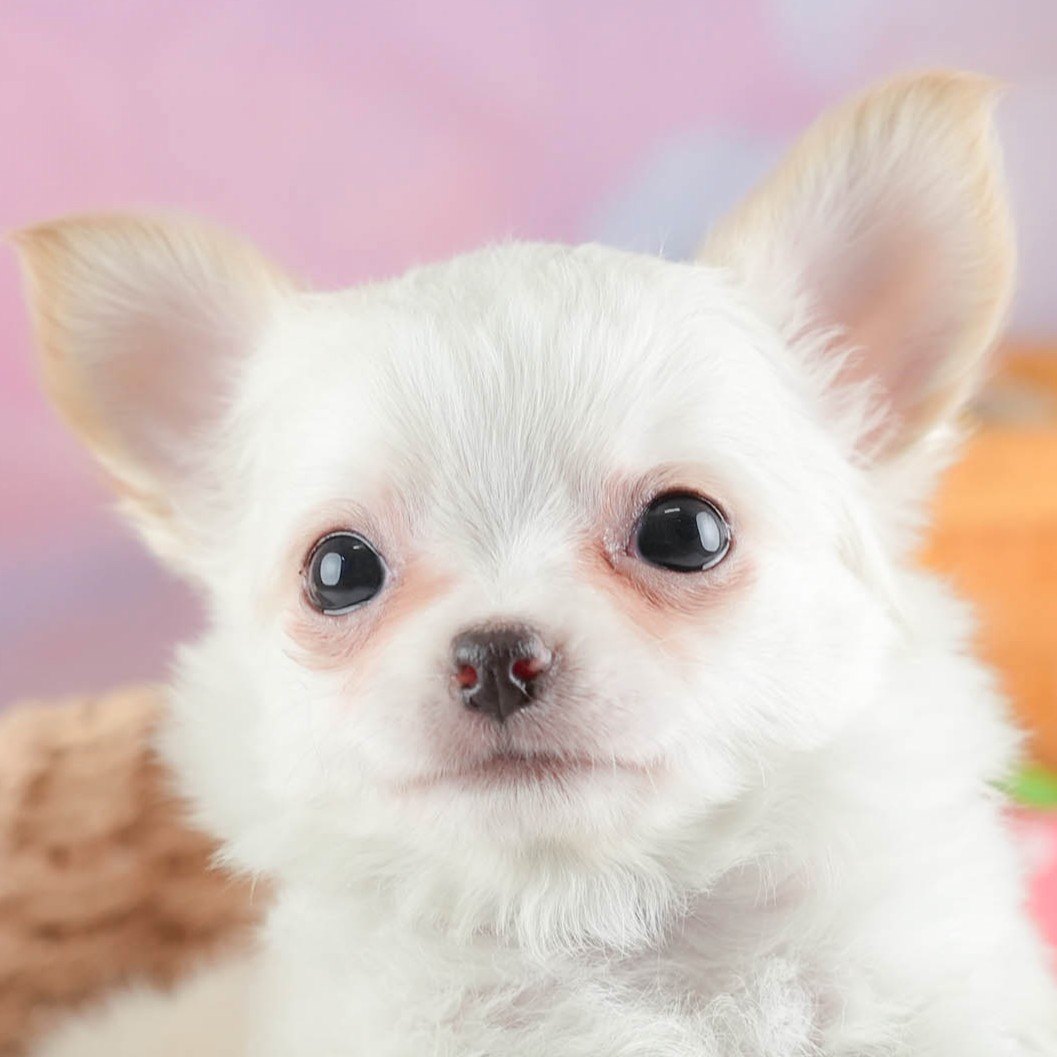 チワワ(ロング) | 男の子 | クリーム＆ホワイト | 2026年1月23日