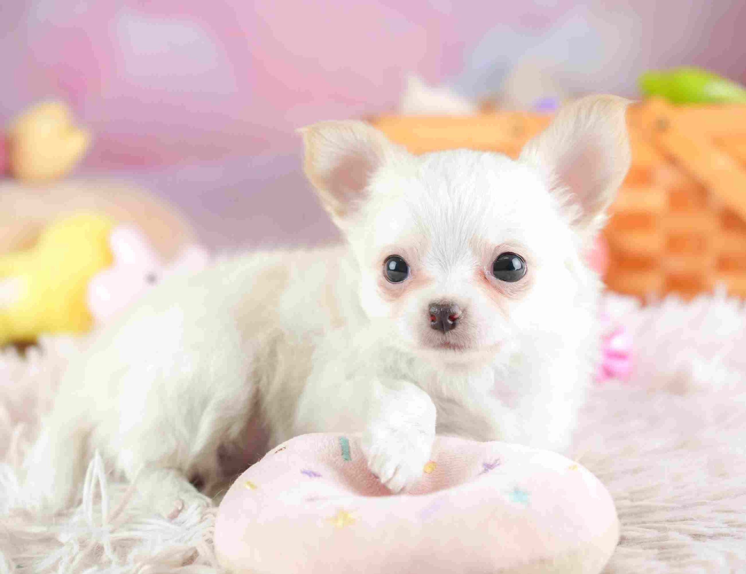 チワワ(ロング) | 男の子 | クリーム＆ホワイト | 2026年1月23日