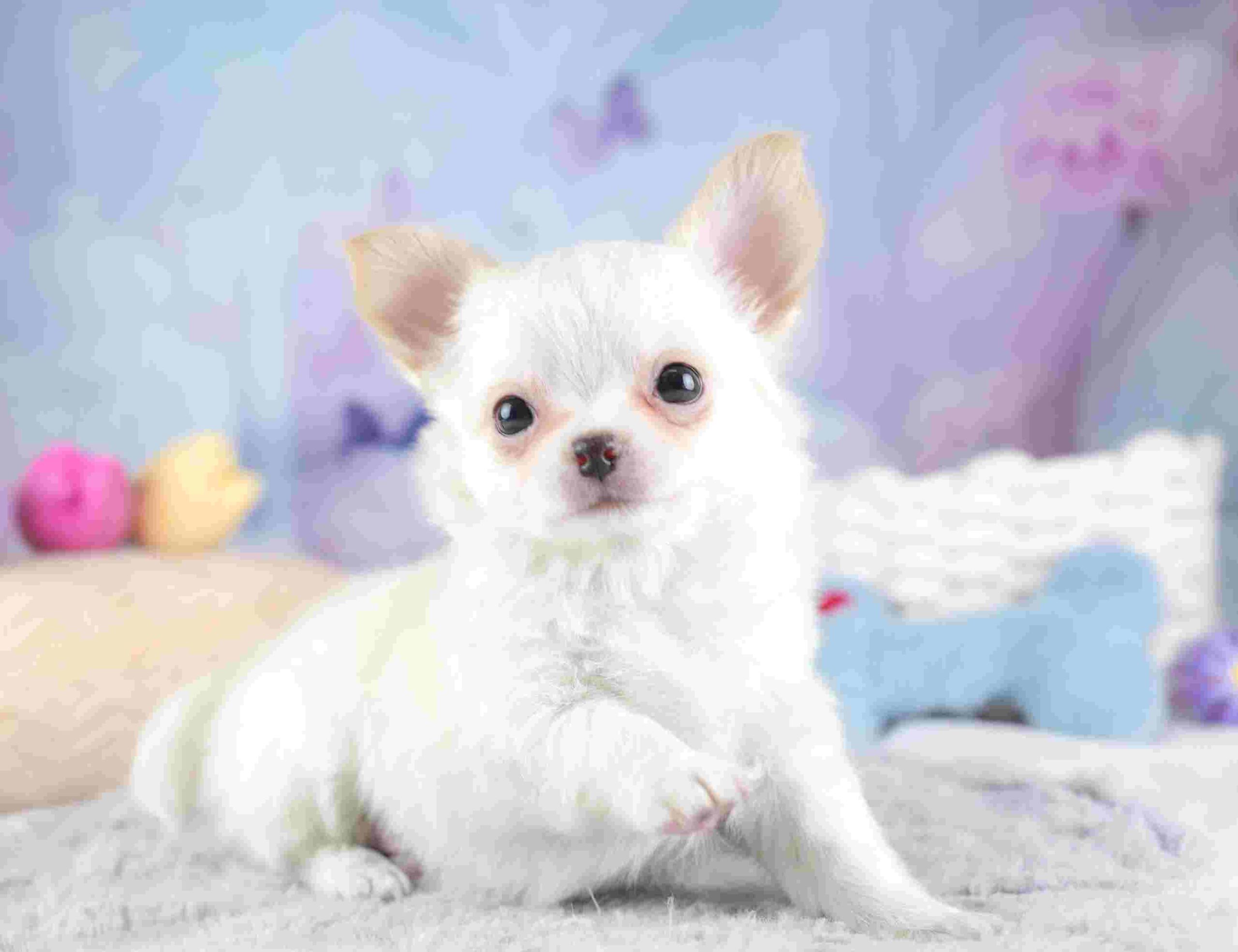 チワワ(ロング) | 男の子 | クリーム＆ホワイト | 2026年1月23日