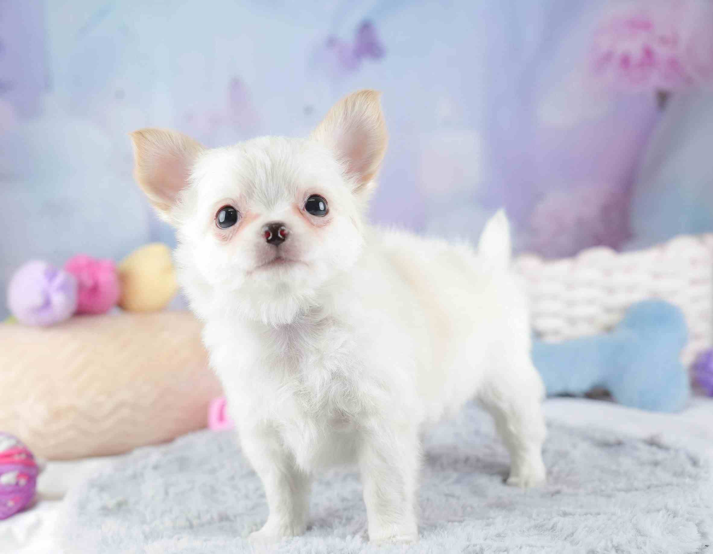 チワワ(ロング) | 男の子 | クリーム＆ホワイト | 2026年1月23日