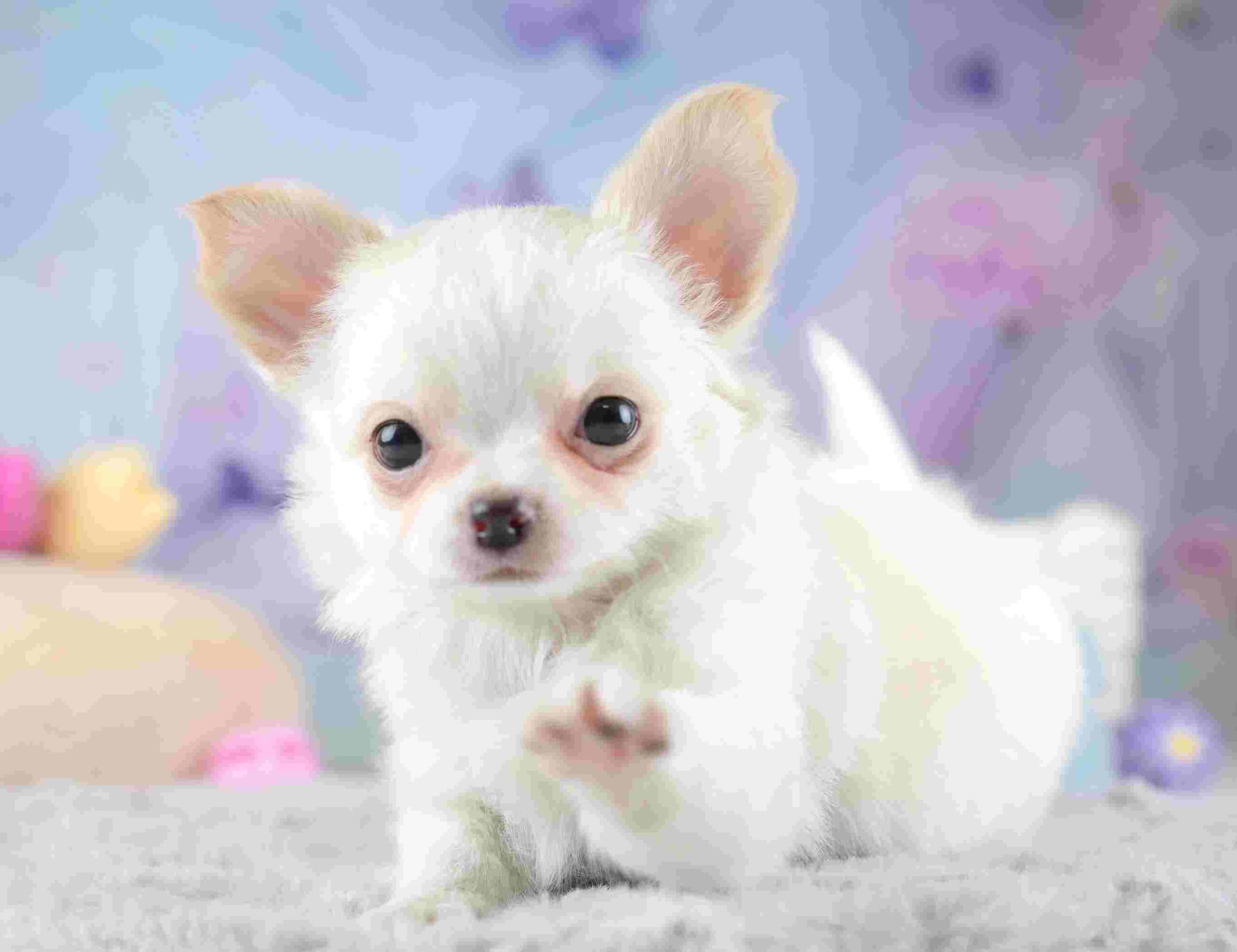 チワワ(ロング) | 男の子 | クリーム＆ホワイト | 2026年1月23日