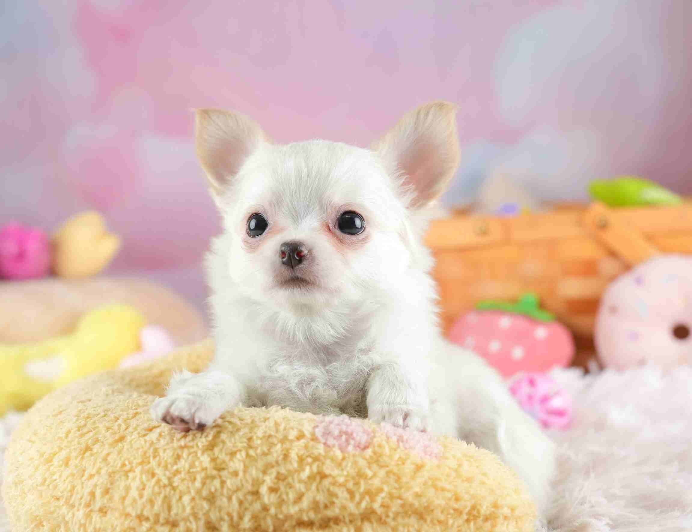 チワワ(ロング) | 男の子 | クリーム＆ホワイト | 2026年1月23日