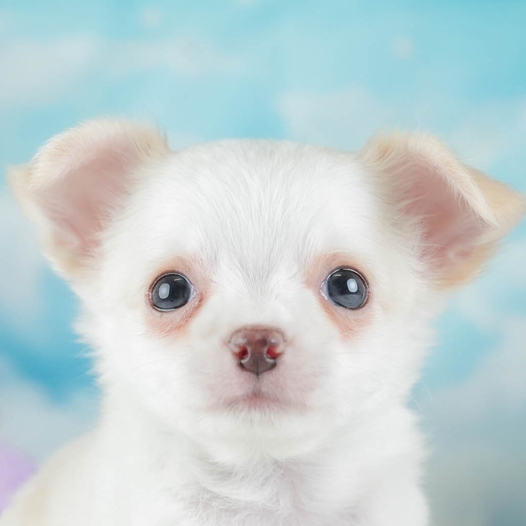 チワワ(ロング) | 男の子 | クリーム＆ホワイト | 2026年1月23日