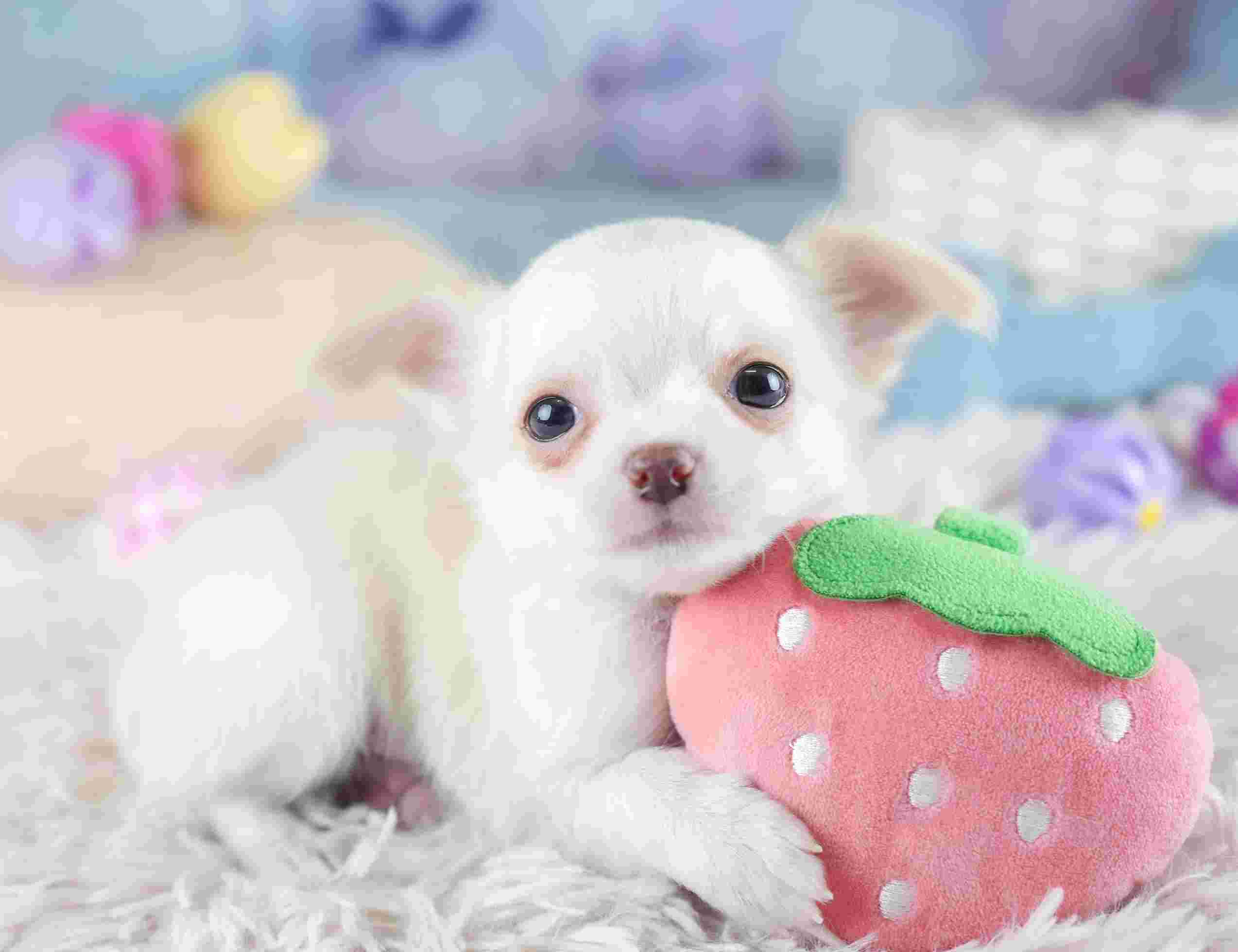 チワワ(ロング) | 男の子 | クリーム&ホワイト | 2026年1月23日