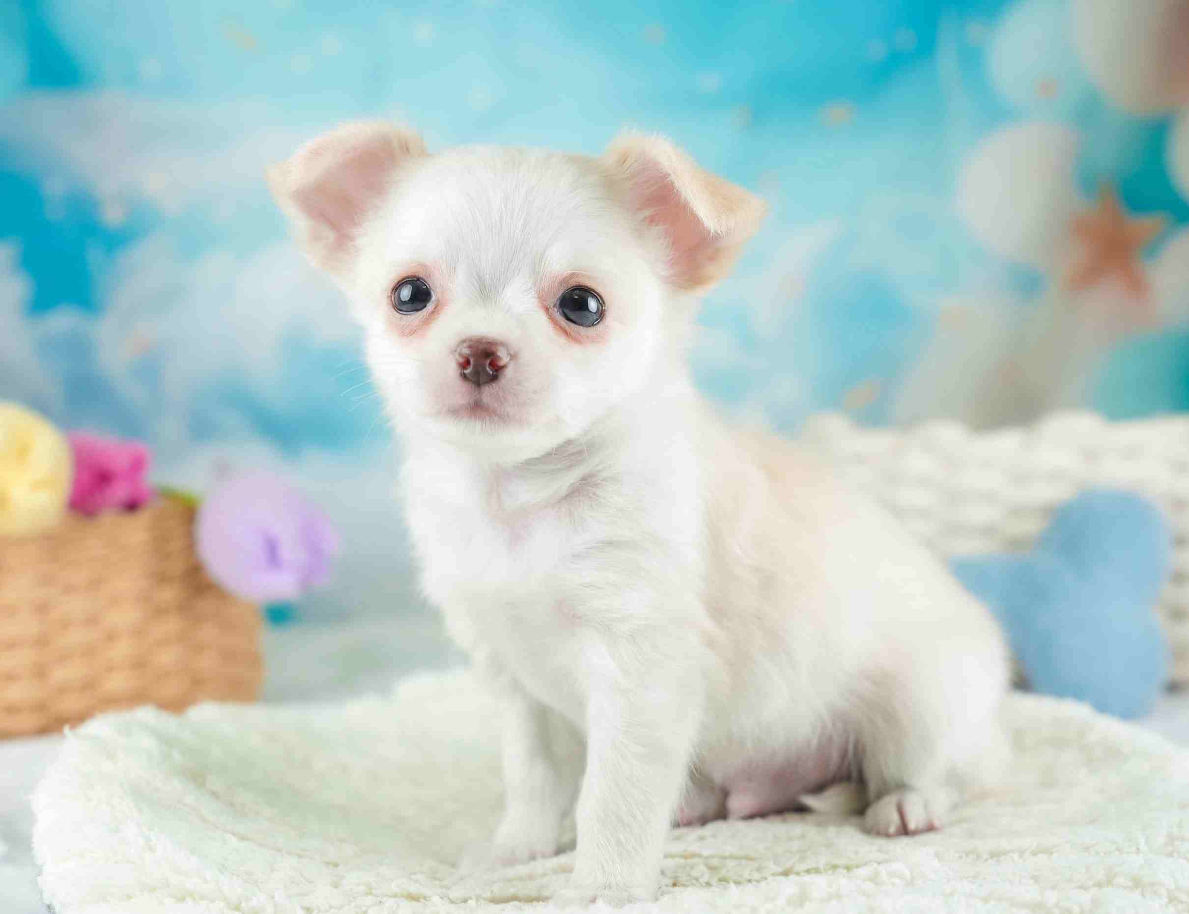 チワワ(ロング) | 男の子 | クリーム&ホワイト | 2026年1月23日