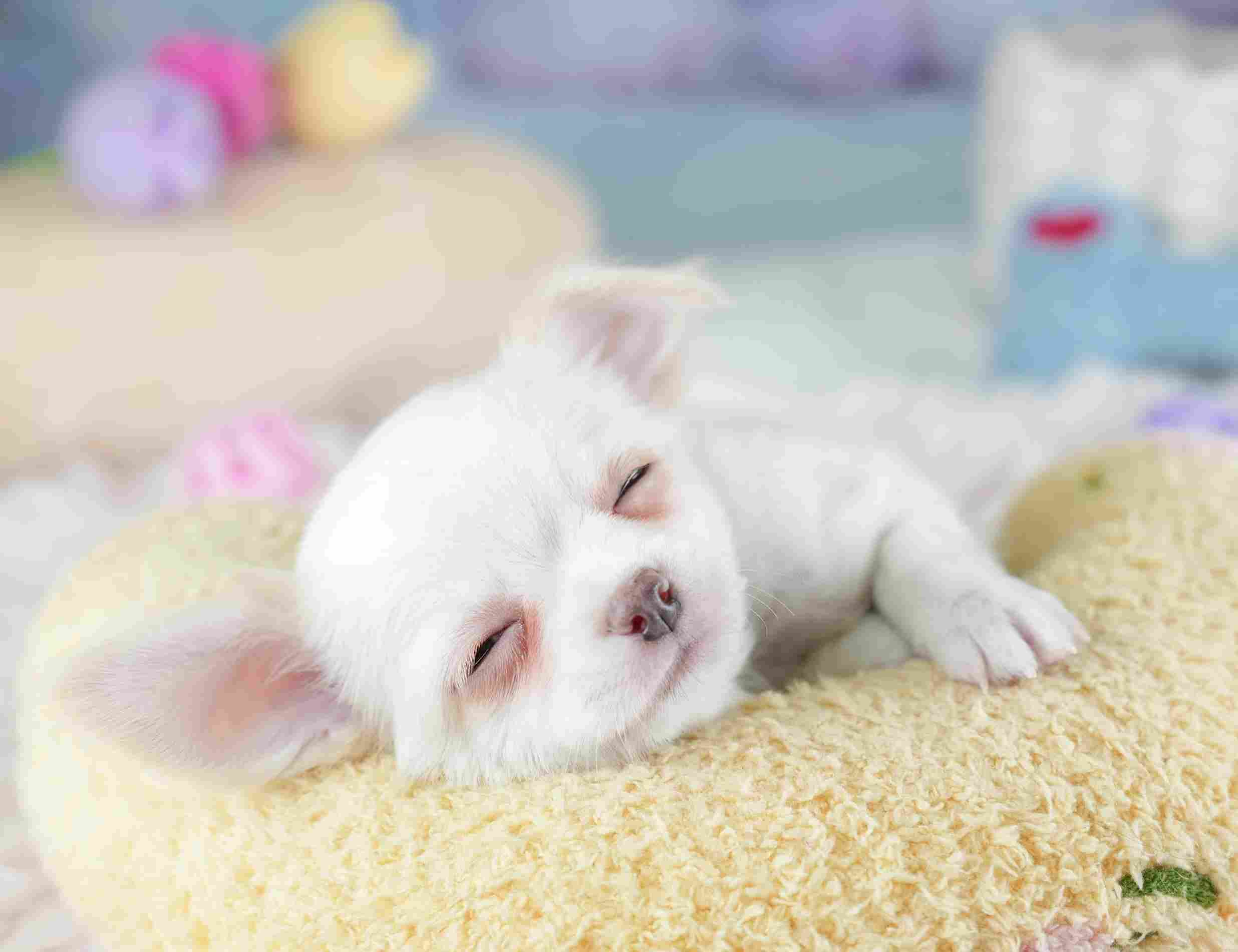 チワワ(ロング) | 男の子 | クリーム&ホワイト | 2026年1月23日