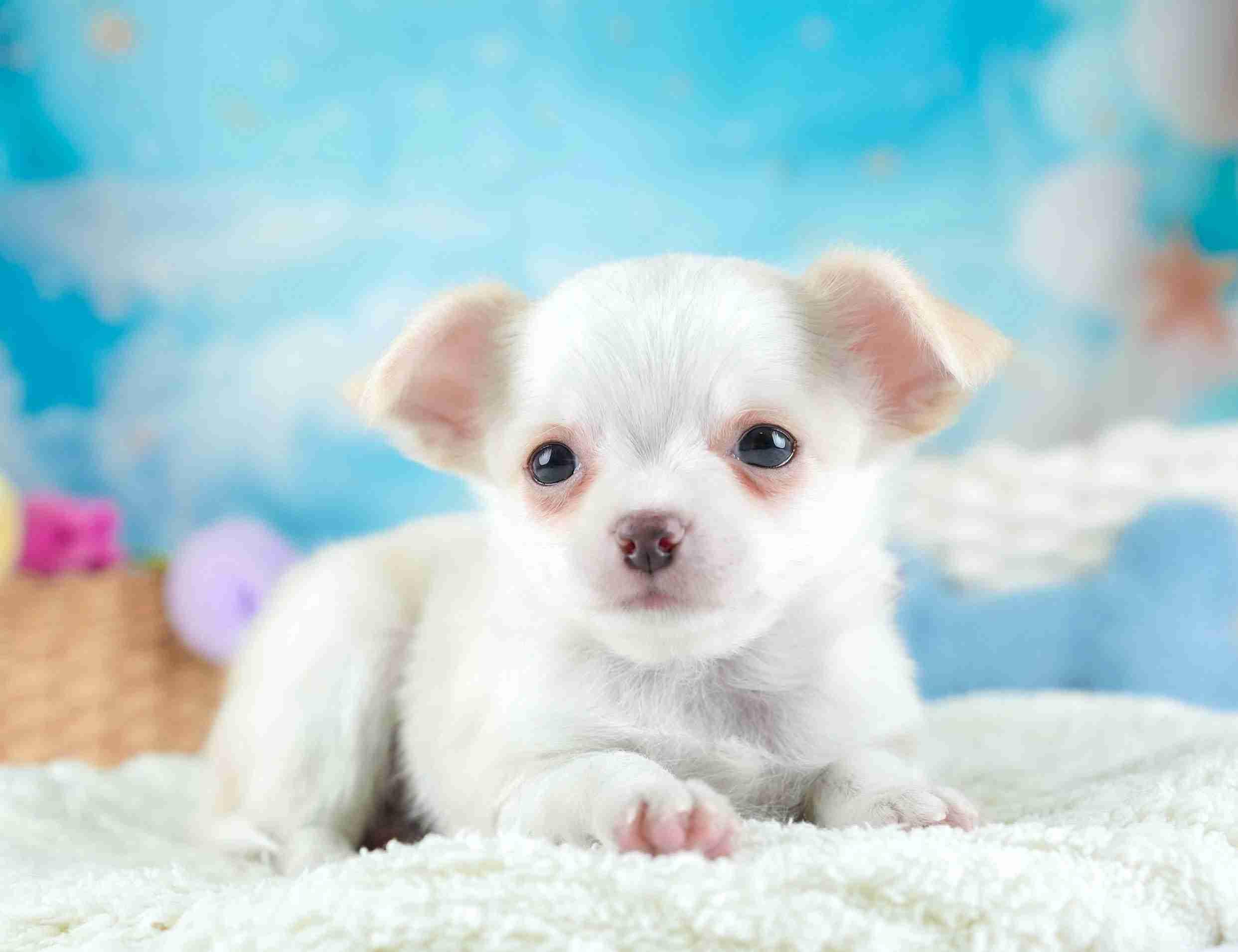 チワワ(ロング) | 男の子 | クリーム&ホワイト | 2026年1月23日